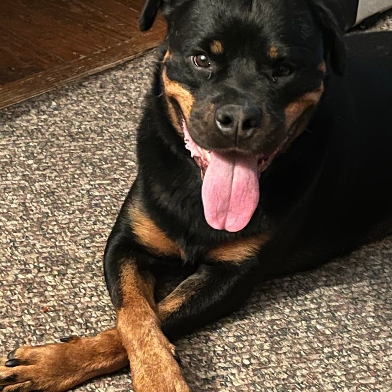SNICKERS 2, a Adoptable Rottweiler in Floyd, VA image 3/6