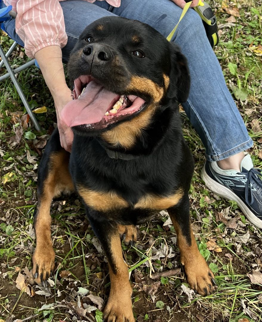 SNICKERS 2, an adoptable Rottweiler in Floyd, VA, 24091 | Photo Image 4