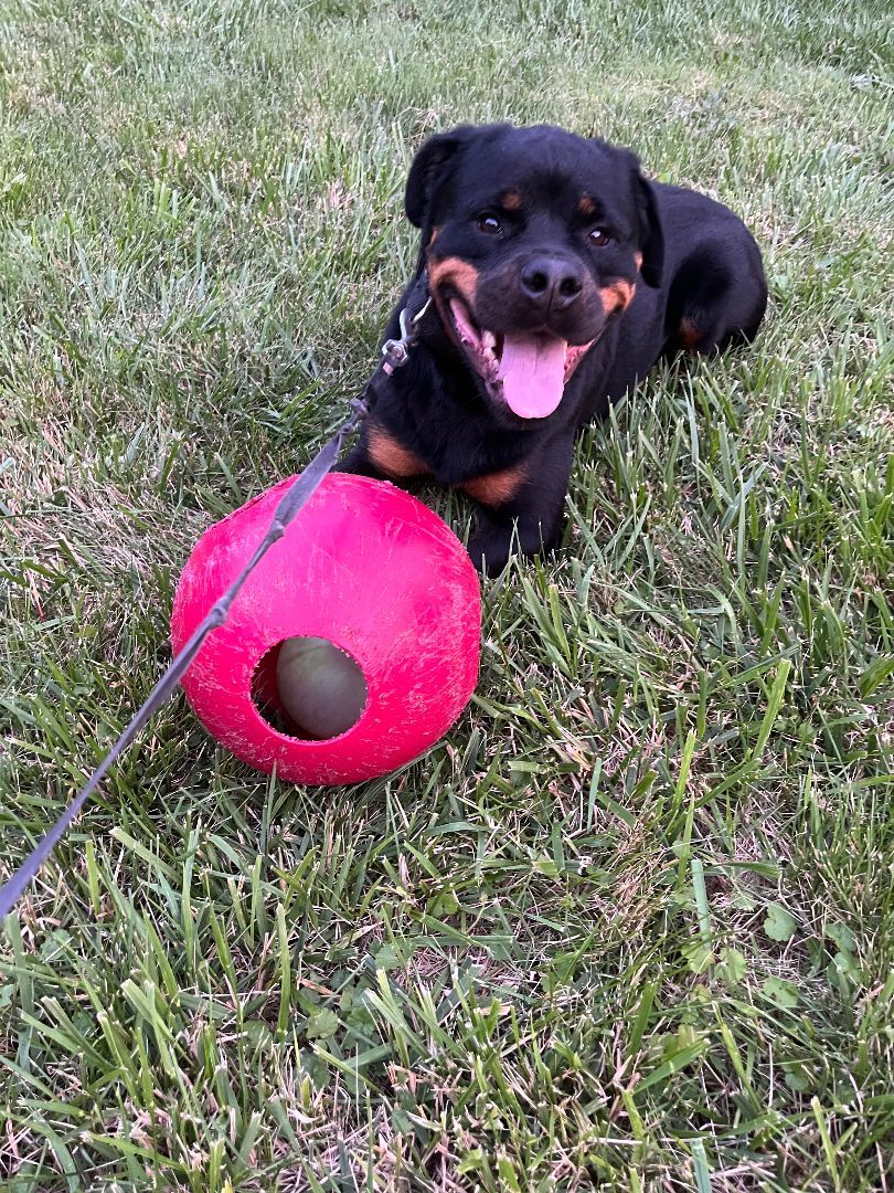 SNICKERS 2, Adoptable, Adult Female Rottweiler.