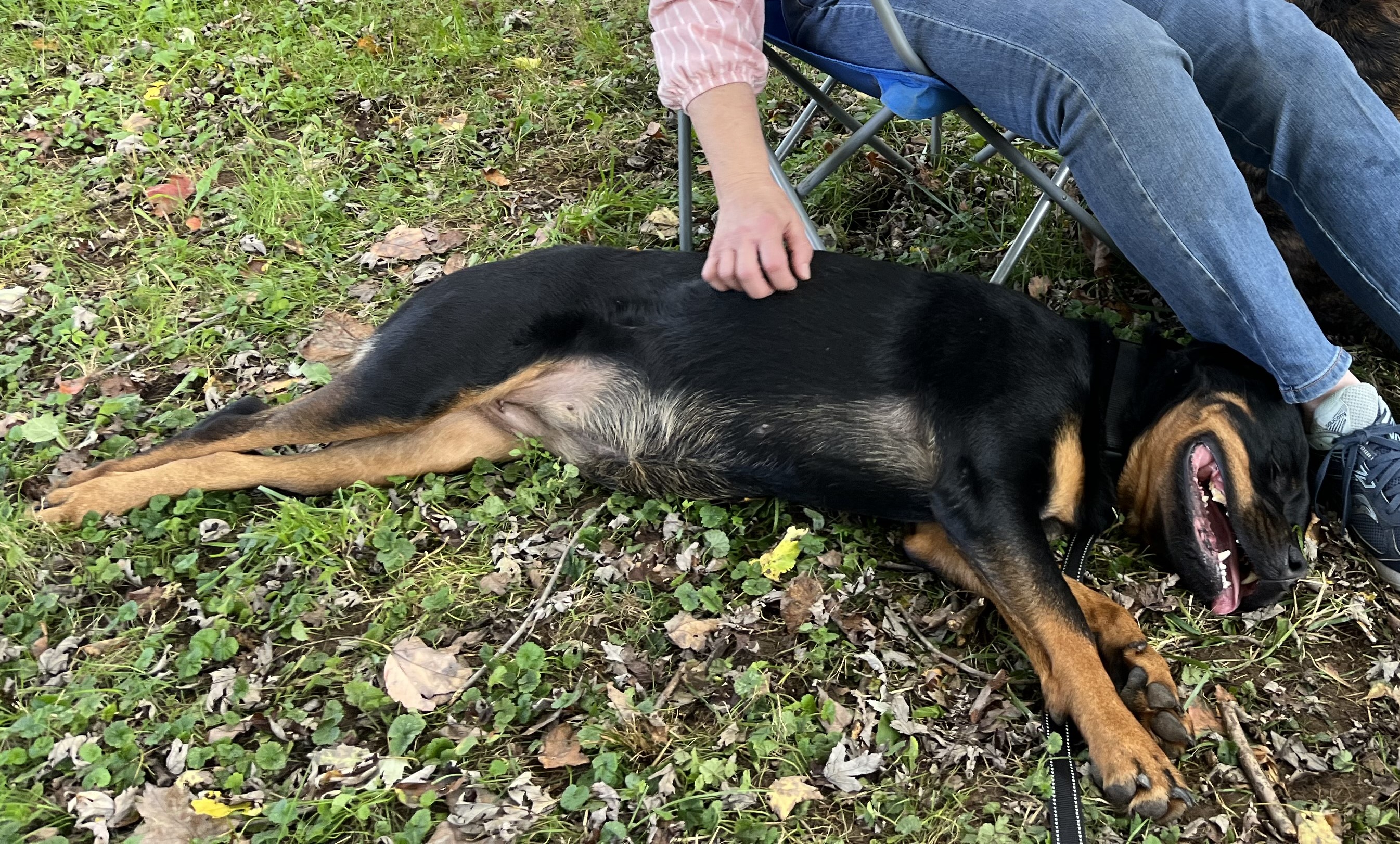 SNICKERS 2, a Adoptable Rottweiler in Floyd, VA image 5/6