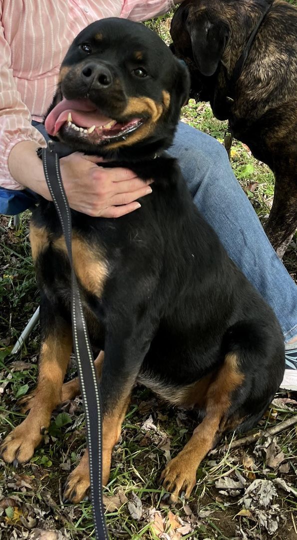 SNICKERS 2, an adoptable Rottweiler in Floyd, VA, 24091 | Photo Image 6