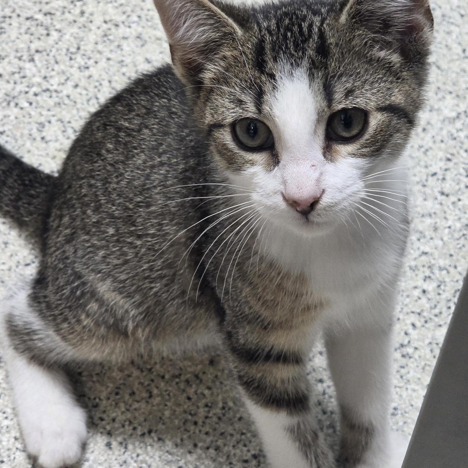 Enlarge Waffles, an adopted Domestic Short Hair in Carthage, NC image 4/6
