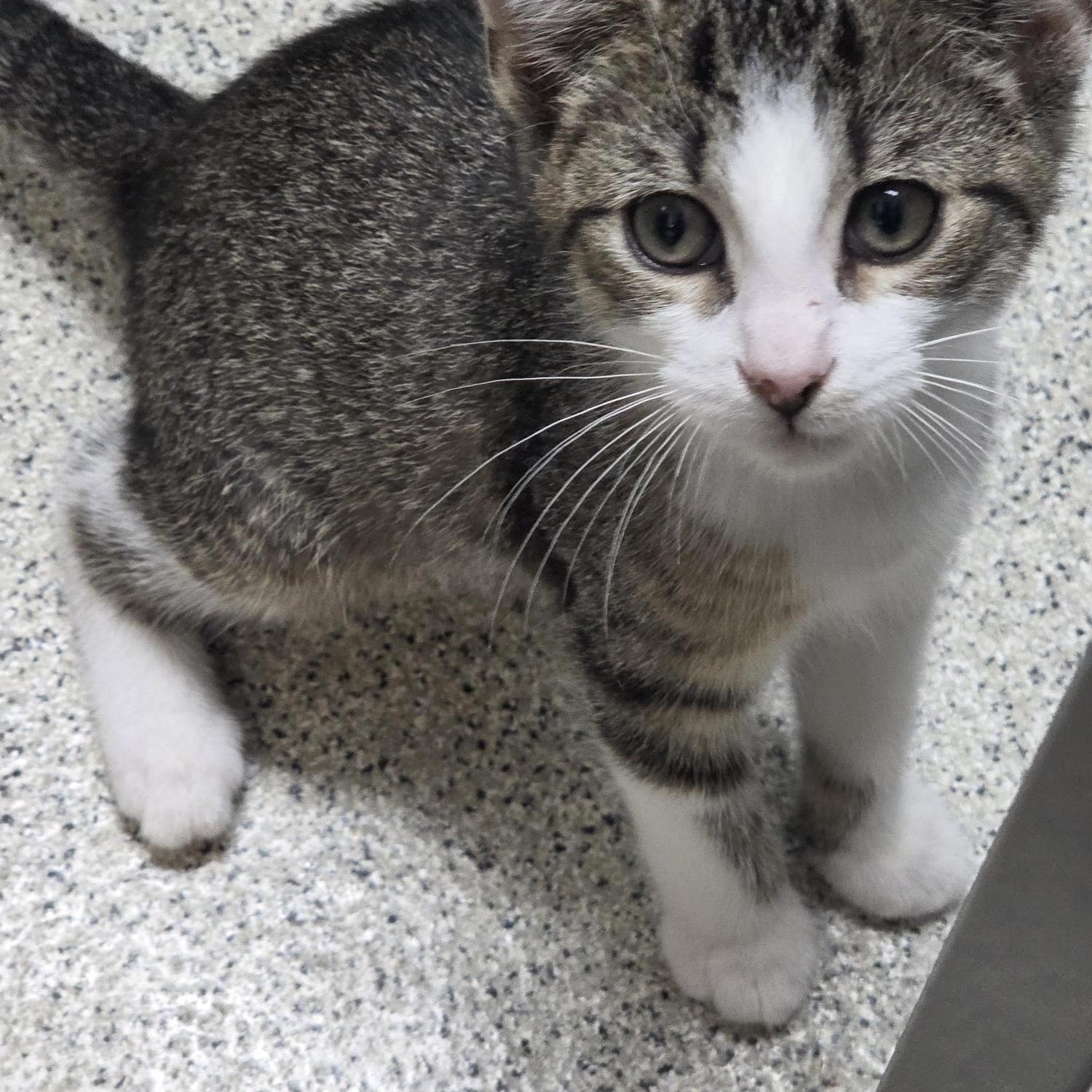 Enlarge Waffles, an adopted Domestic Short Hair in Carthage, NC image 3/6