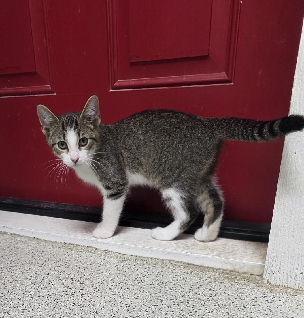 Waffles, adopted, Kitten Male Domestic Short Hair.