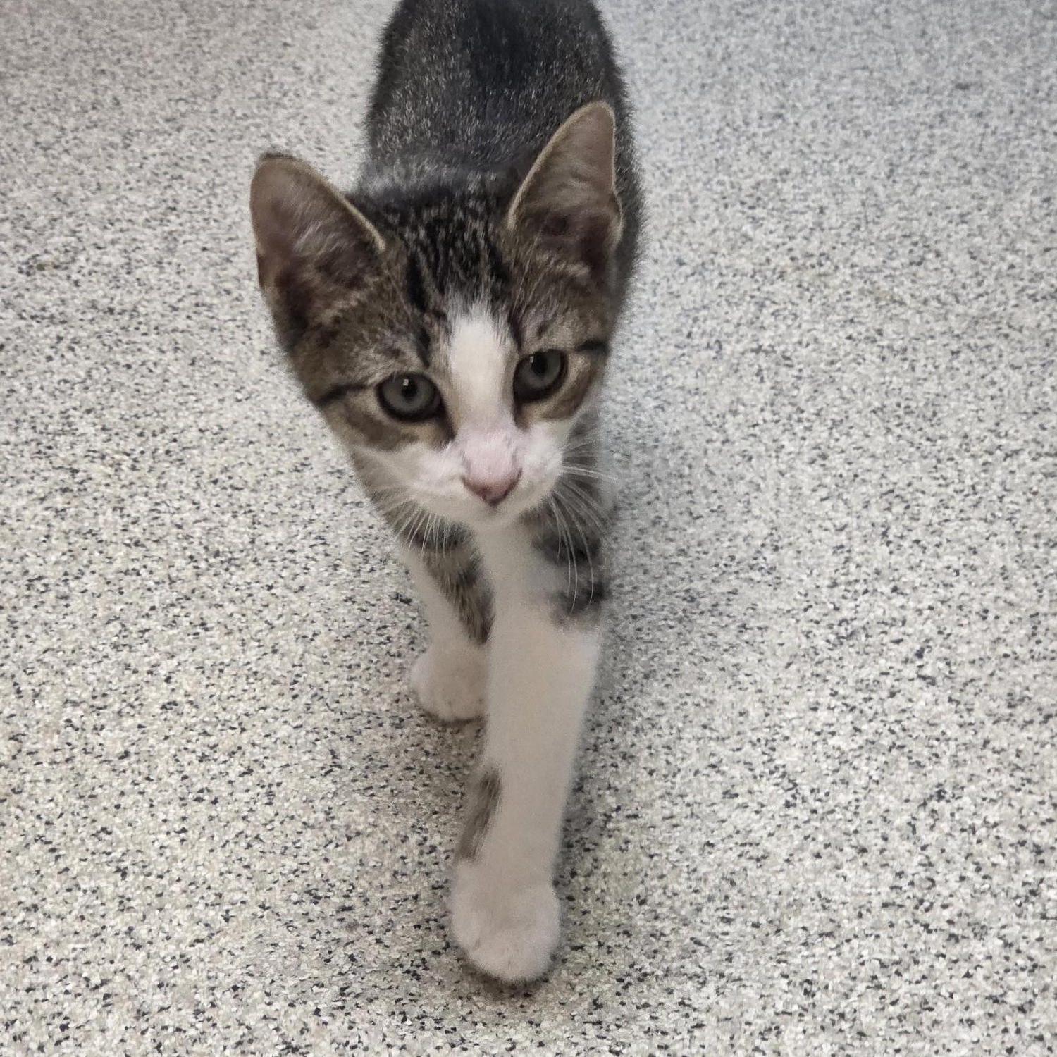 Enlarge Waffles, an adopted Domestic Short Hair in Carthage, NC image 6/6