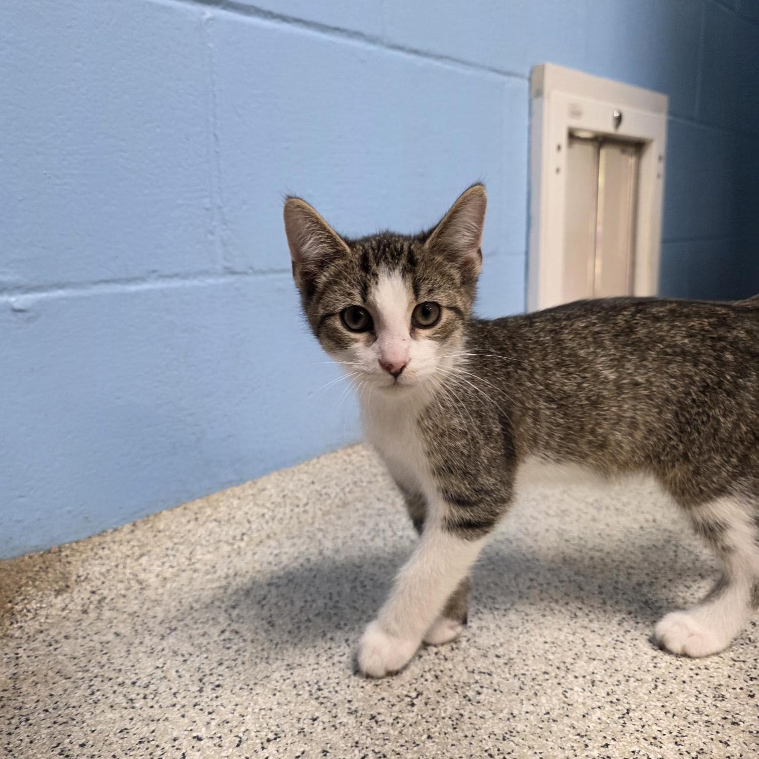 Enlarge Waffles, an adopted Domestic Short Hair in Carthage, NC image 2/6
