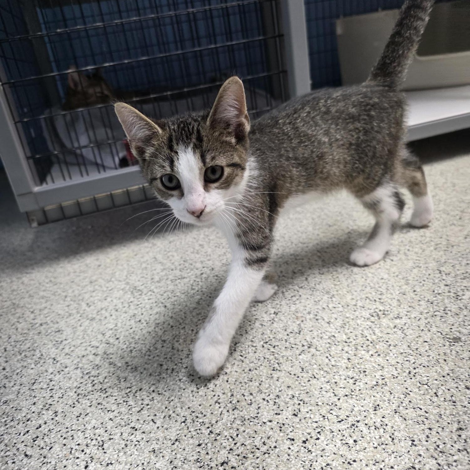 Enlarge Waffles, an adopted Domestic Short Hair in Carthage, NC image 5/6