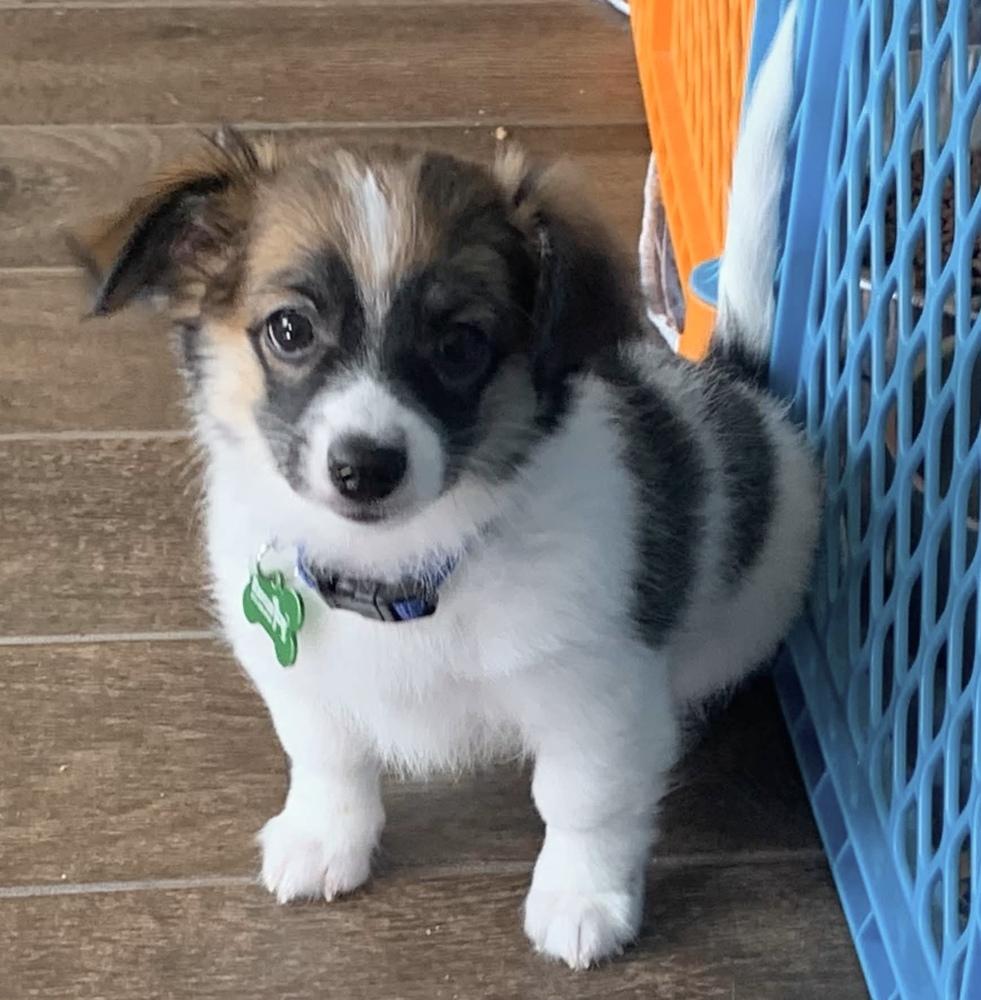 Enlarge Lumina, a Adoptable mixed breed in Frisco, TX image 1/5