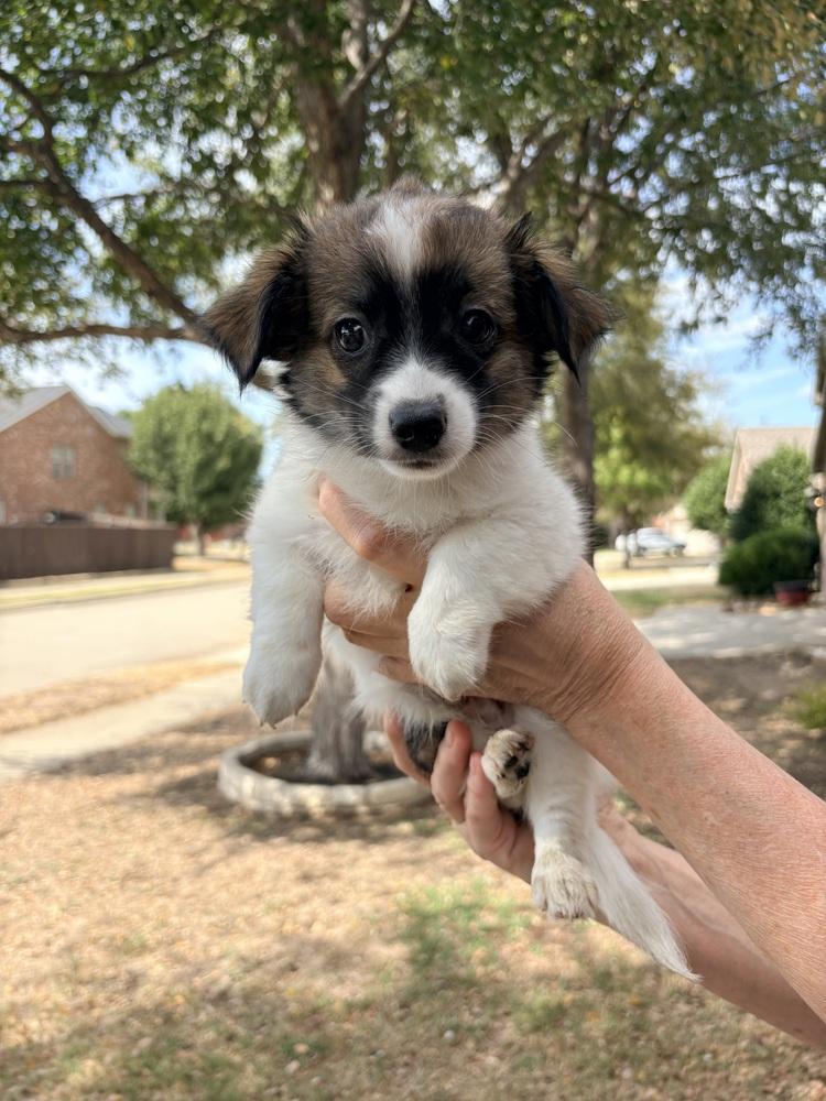 Enlarge Lumina, a Adoptable mixed breed in Frisco, TX image 2/5