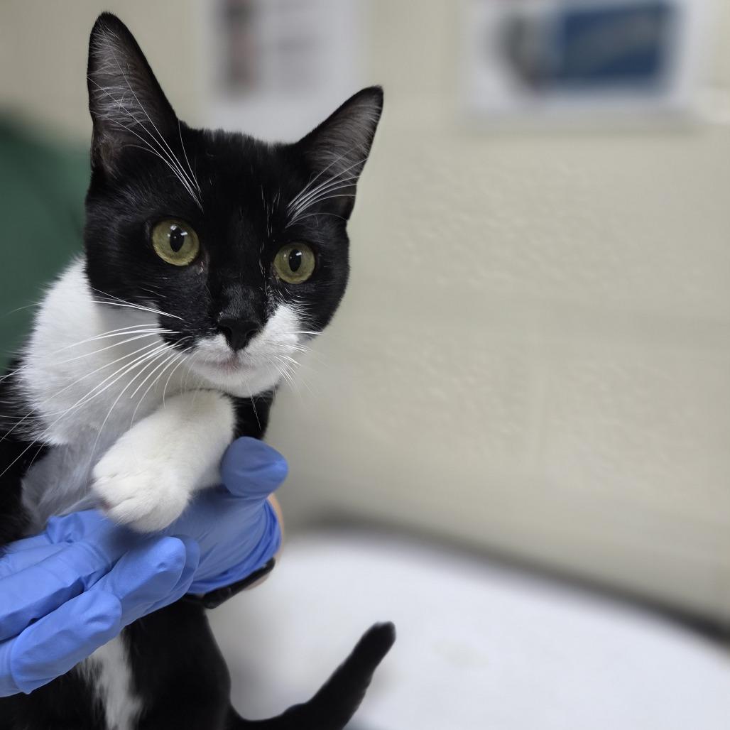 Enlarge Setzer, a Adoptable Domestic Medium Hair in Incline Village, NV image 1/4