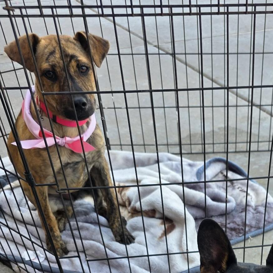 Buttercup, Adoptable, Puppy Female Plott Hound.