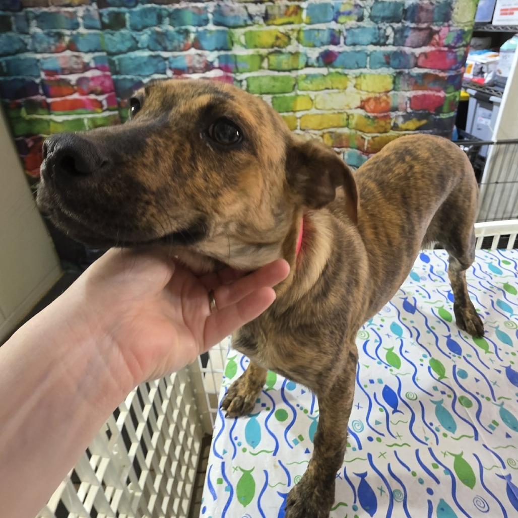 Enlarge Buttercup, a Adoptable mixed breed in Amarillo, TX image 2/6