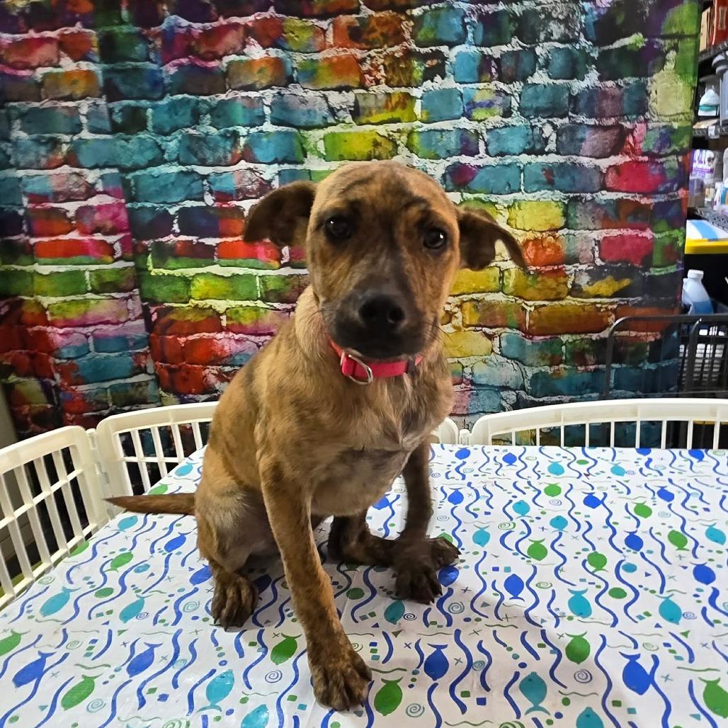 Enlarge Buttercup, a Adoptable mixed breed in Amarillo, TX image 3/6