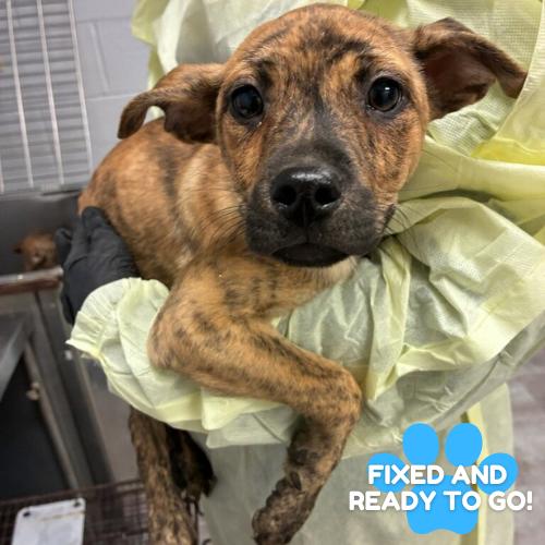 Enlarge Buttercup, a Adoptable mixed breed in Amarillo, TX image 4/6