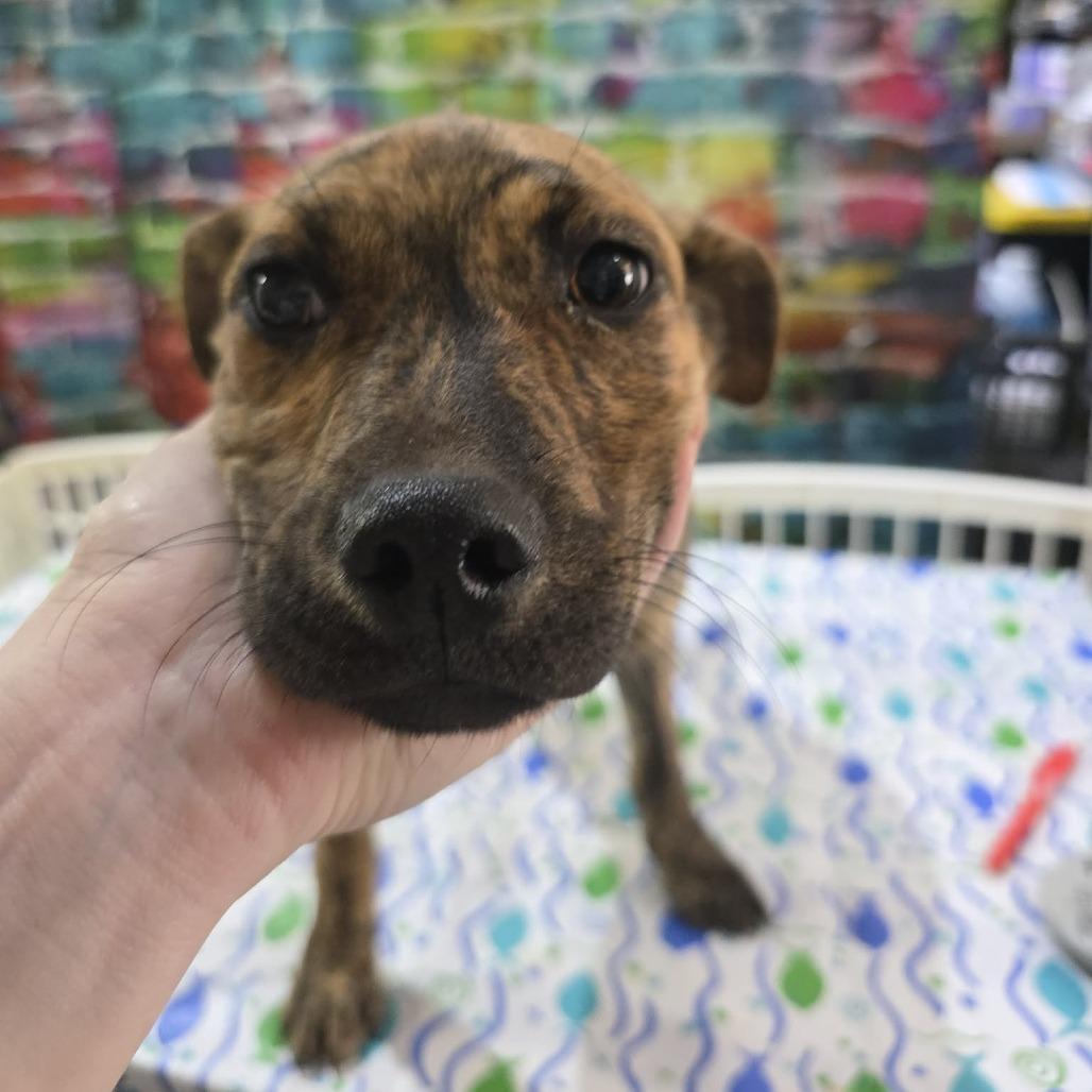 Enlarge Buttercup, a Adoptable mixed breed in Amarillo, TX image 5/6