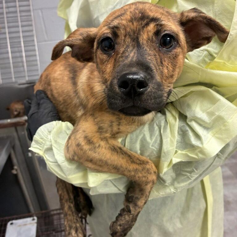 Enlarge Buttercup, a Adoptable mixed breed in Amarillo, TX image 6/6