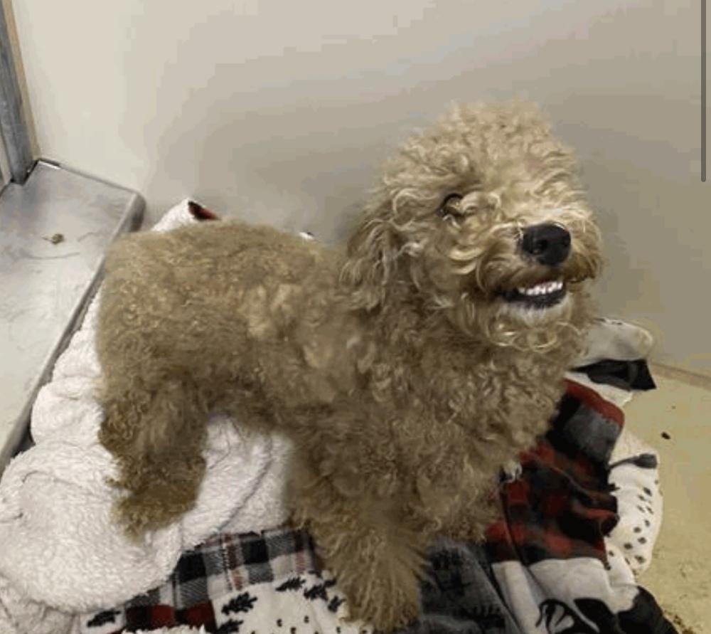 LayLay, Adoptable, Adult Female Poodle.