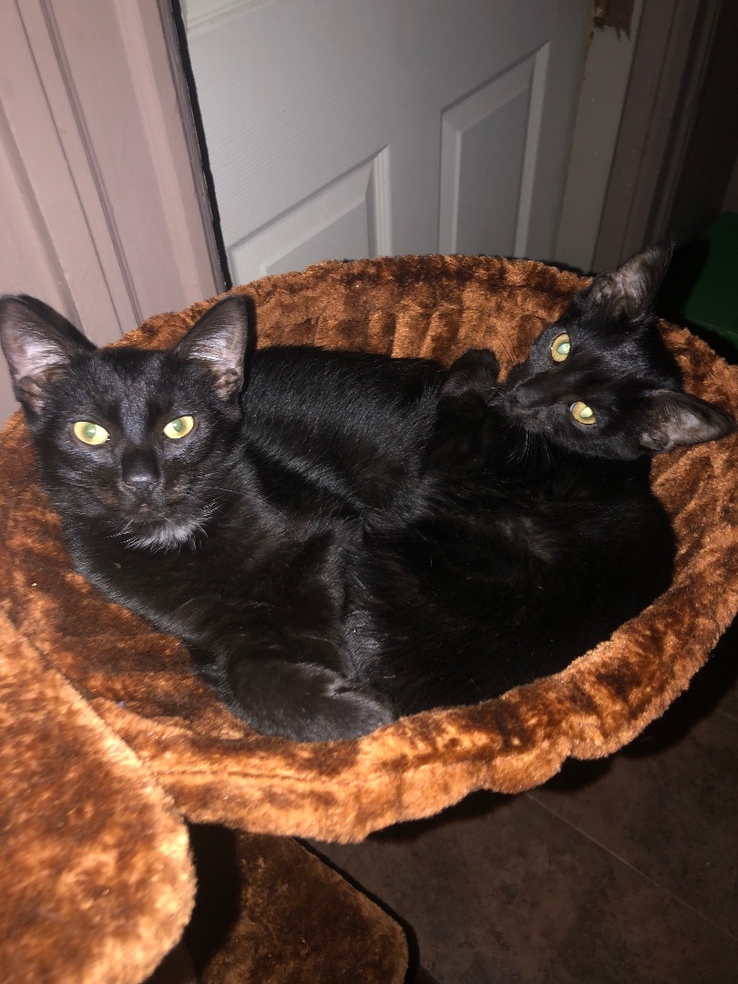 WREN and LYER