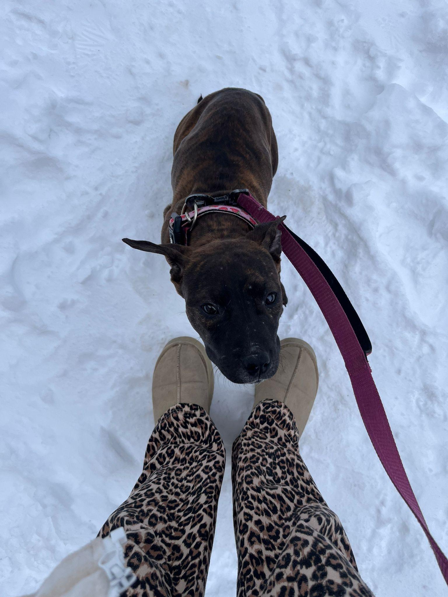 Enlarge Stevie, an adopted mixed breed in Oakville, ON image 2/3