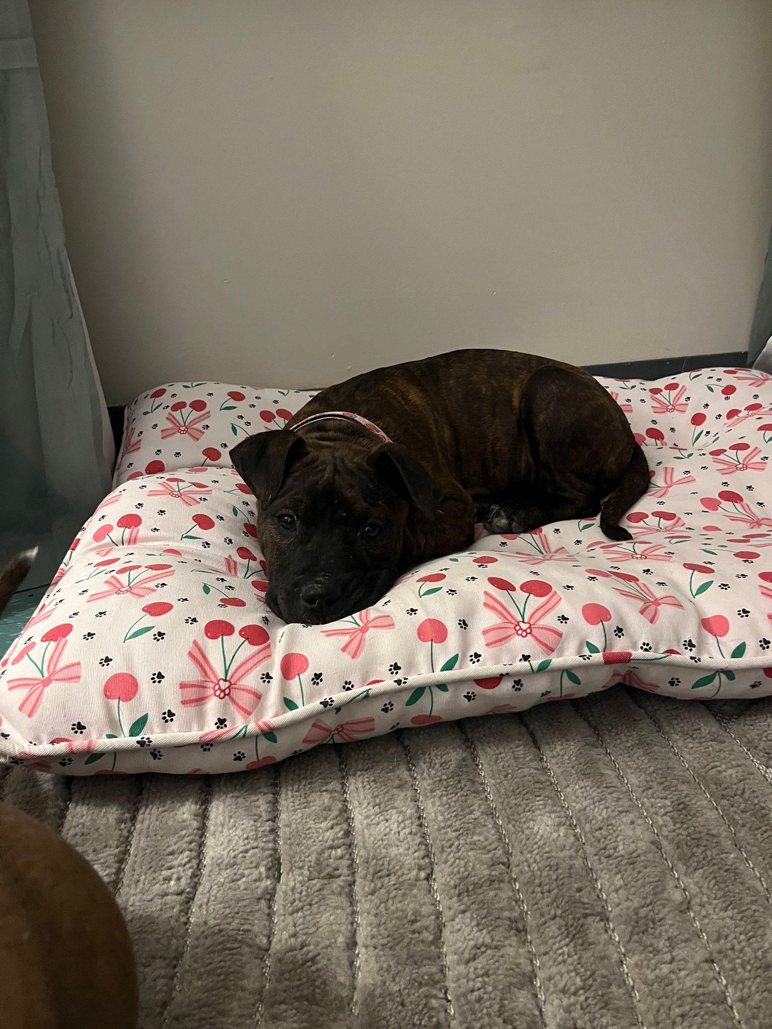 Enlarge Stevie, an adopted mixed breed in Oakville, ON image 3/3