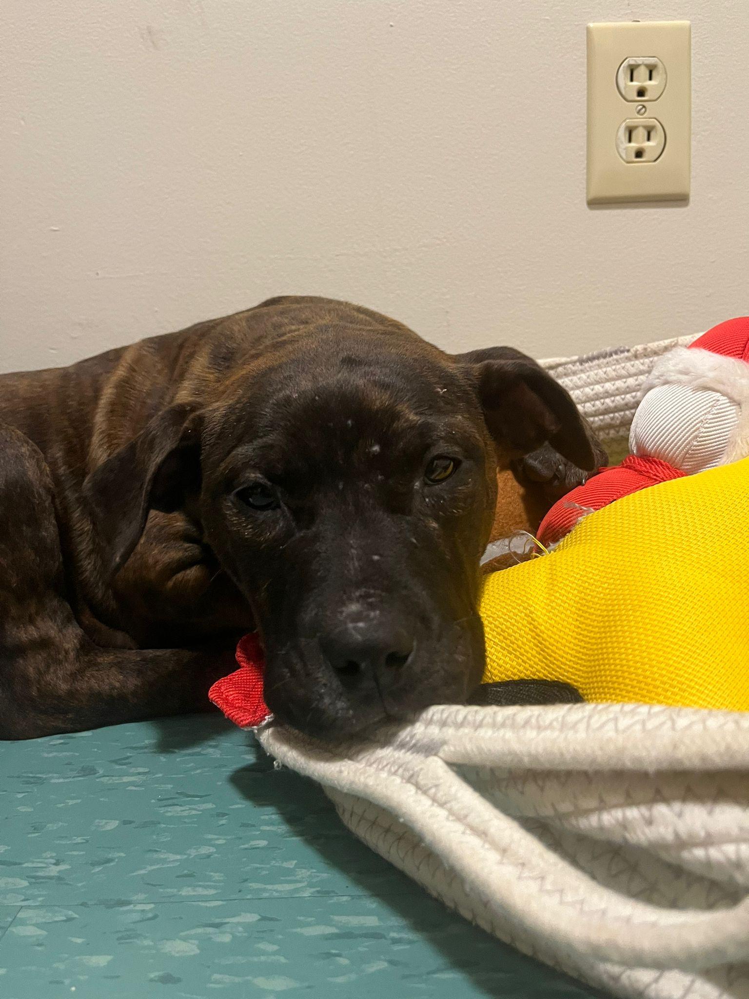 Stevie, adopted, Puppy Female American Bully.