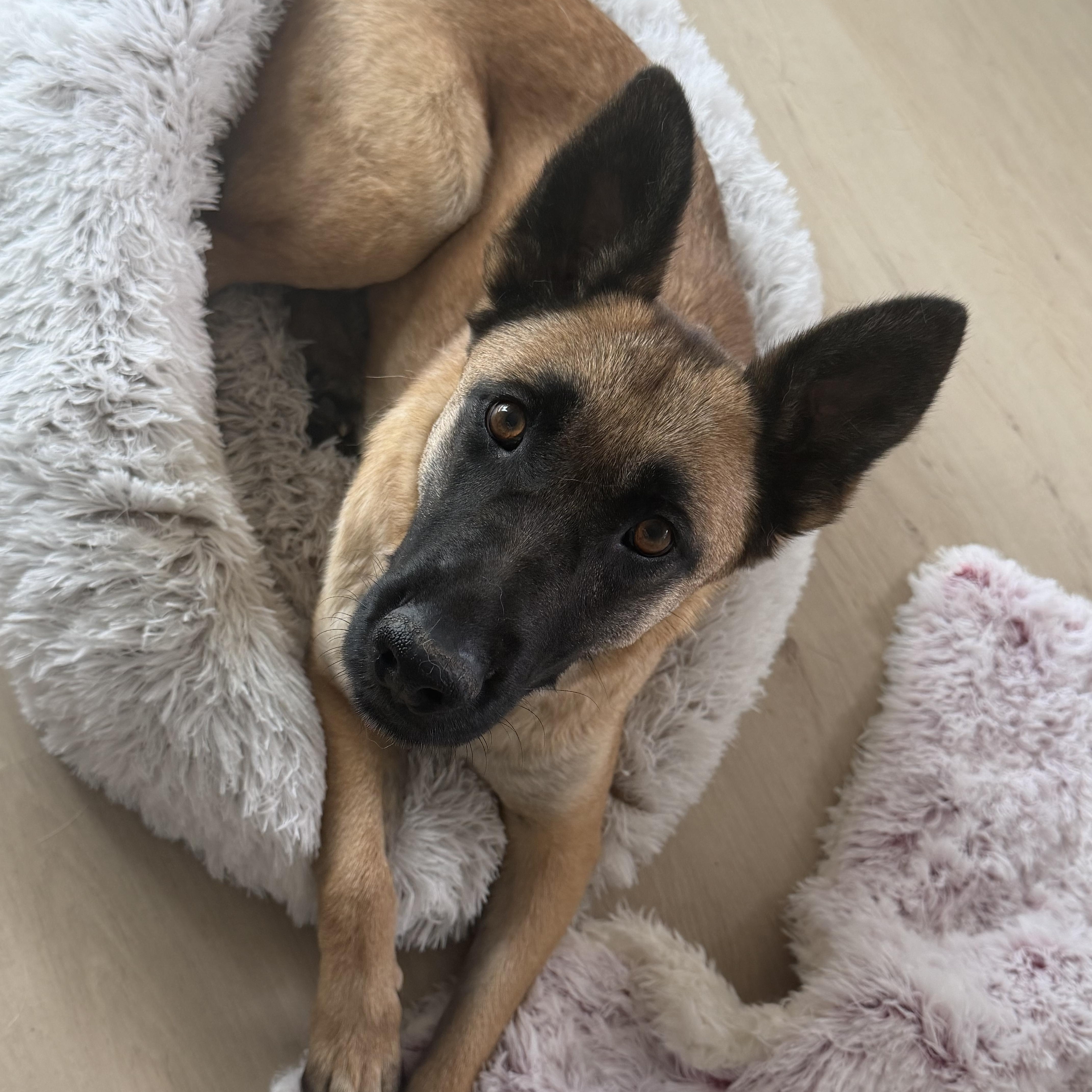 Enlarge Mello, a Adoptable mixed breed in Weston, MA image 2/6