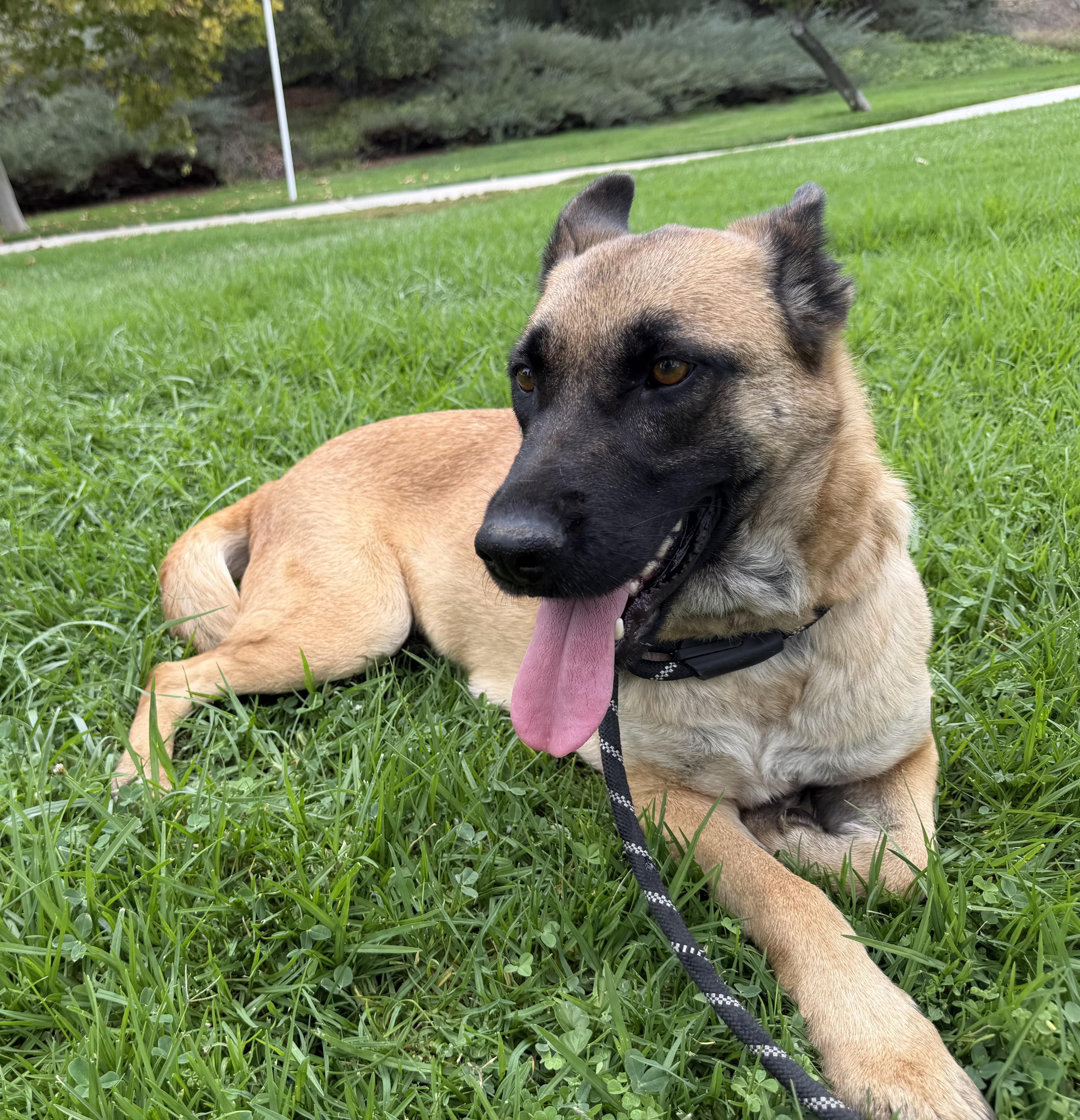 Enlarge Mello, a Adoptable mixed breed in Weston, MA image 3/6