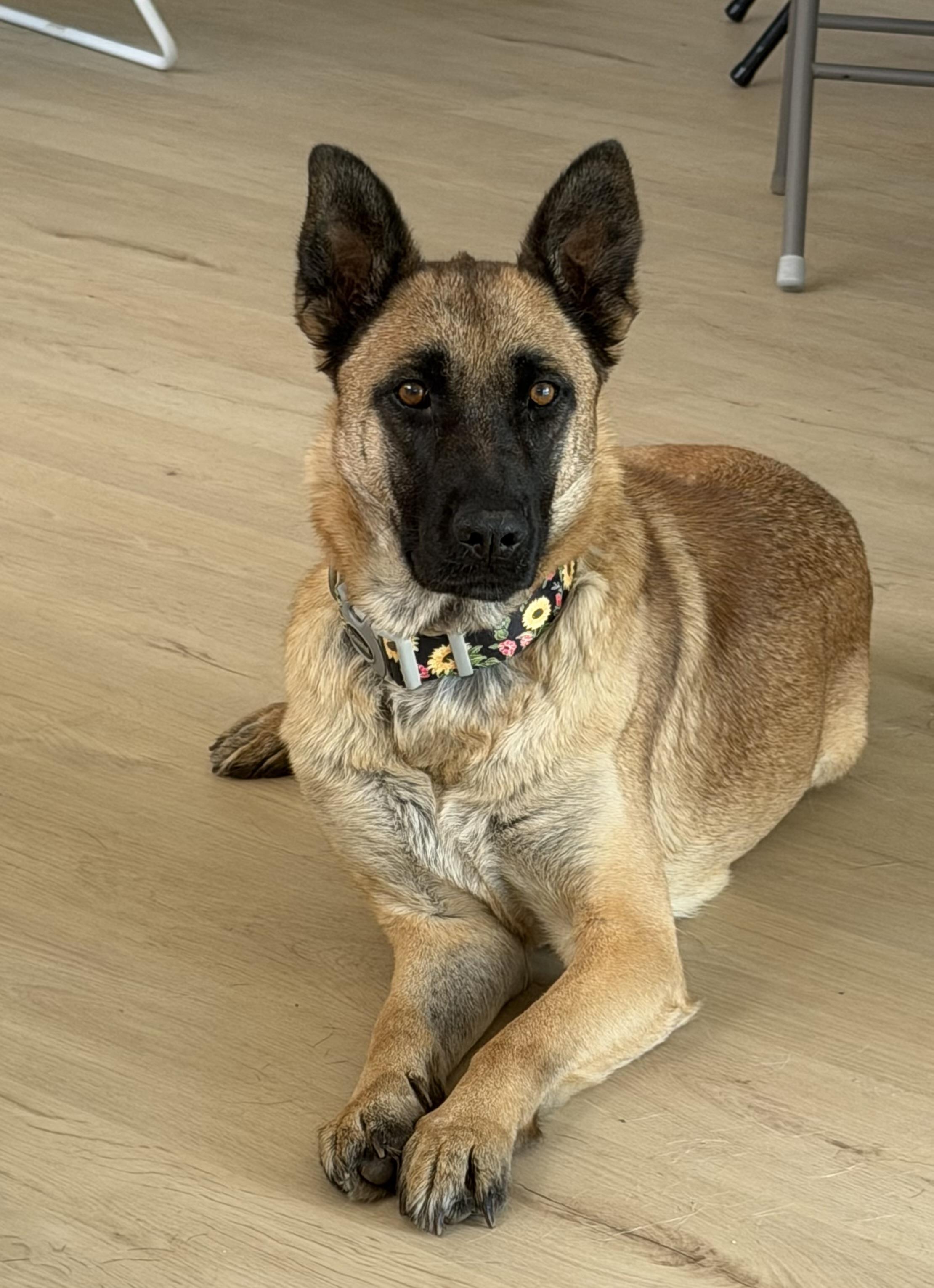Enlarge Mello, a Adoptable mixed breed in Weston, MA image 1/6