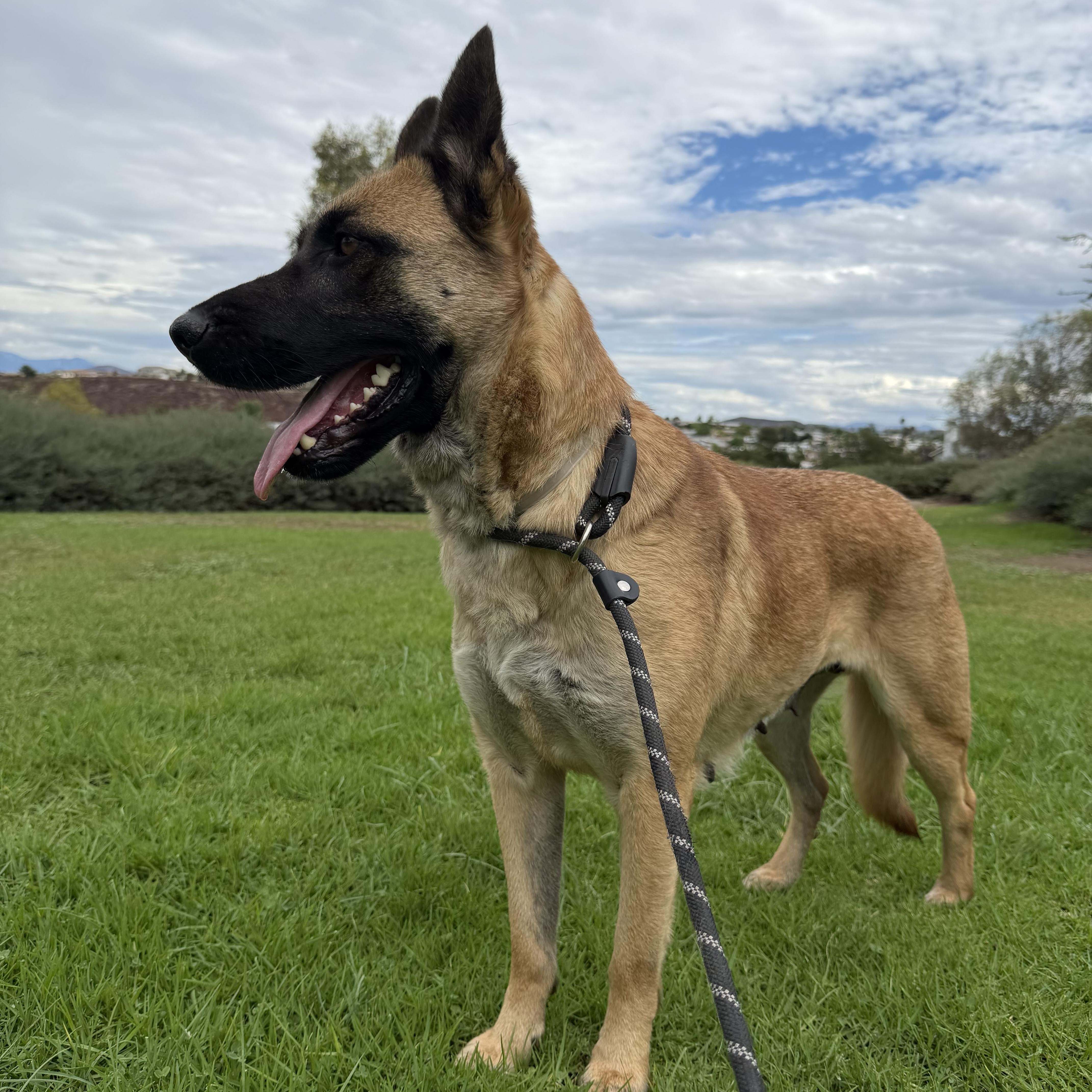 Enlarge Mello, a Adoptable mixed breed in Weston, MA image 5/6