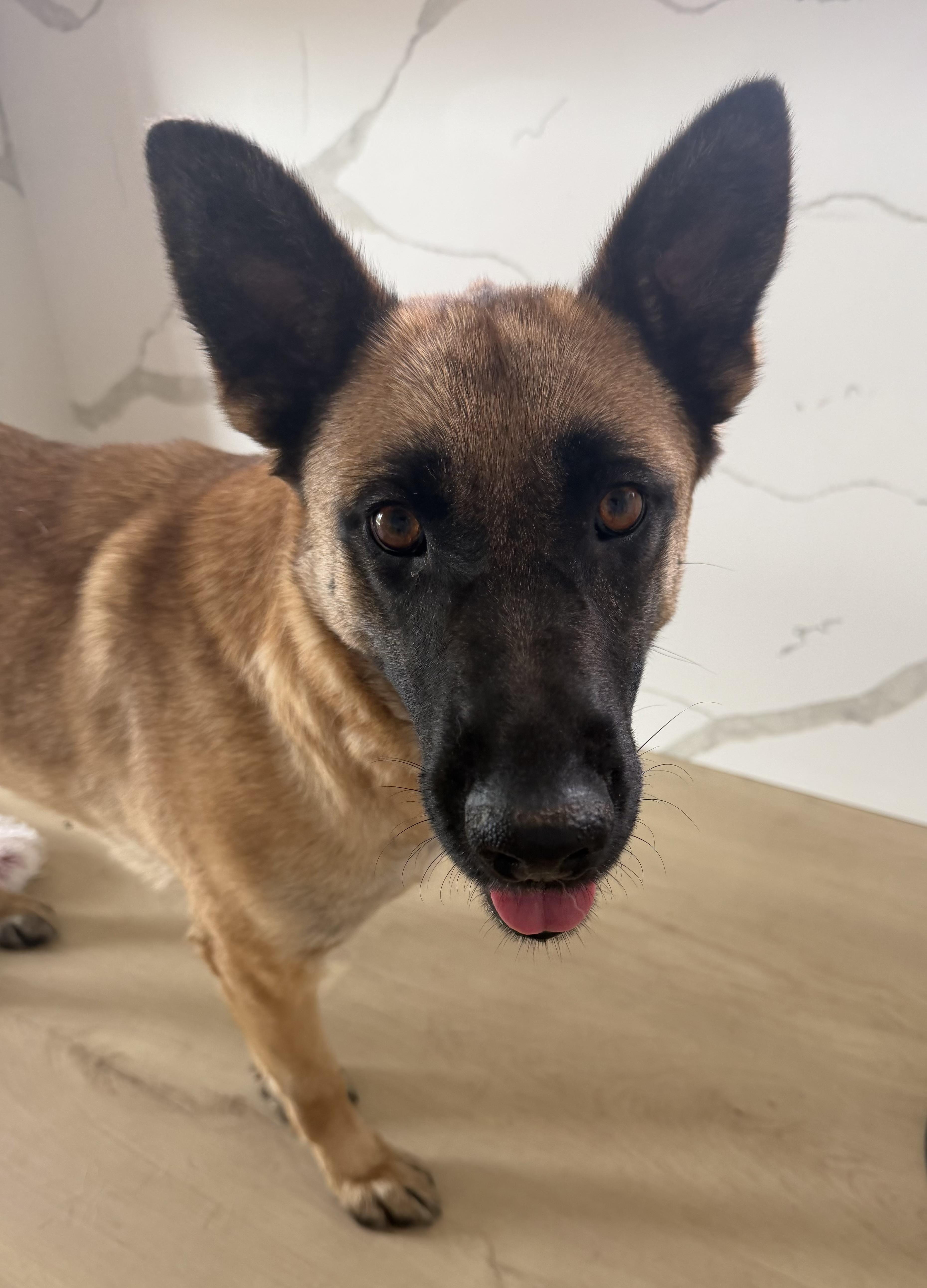 Enlarge Mello, a Adoptable mixed breed in Weston, MA image 4/6