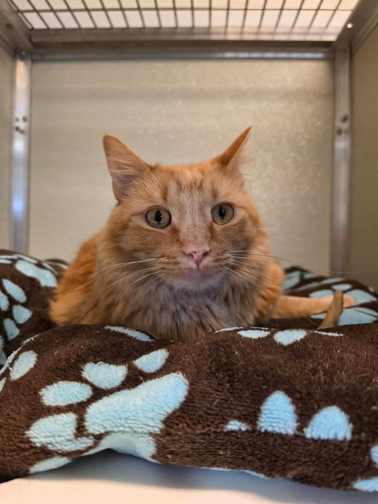 Enlarge Sammy, a Adoptable mixed breed in Kodiak, AK image 1/3