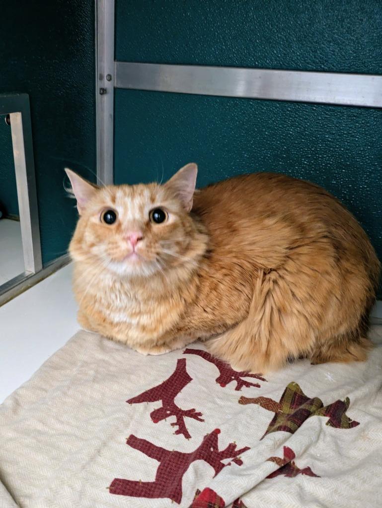 Enlarge Sammy, a Adoptable mixed breed in Kodiak, AK image 2/3