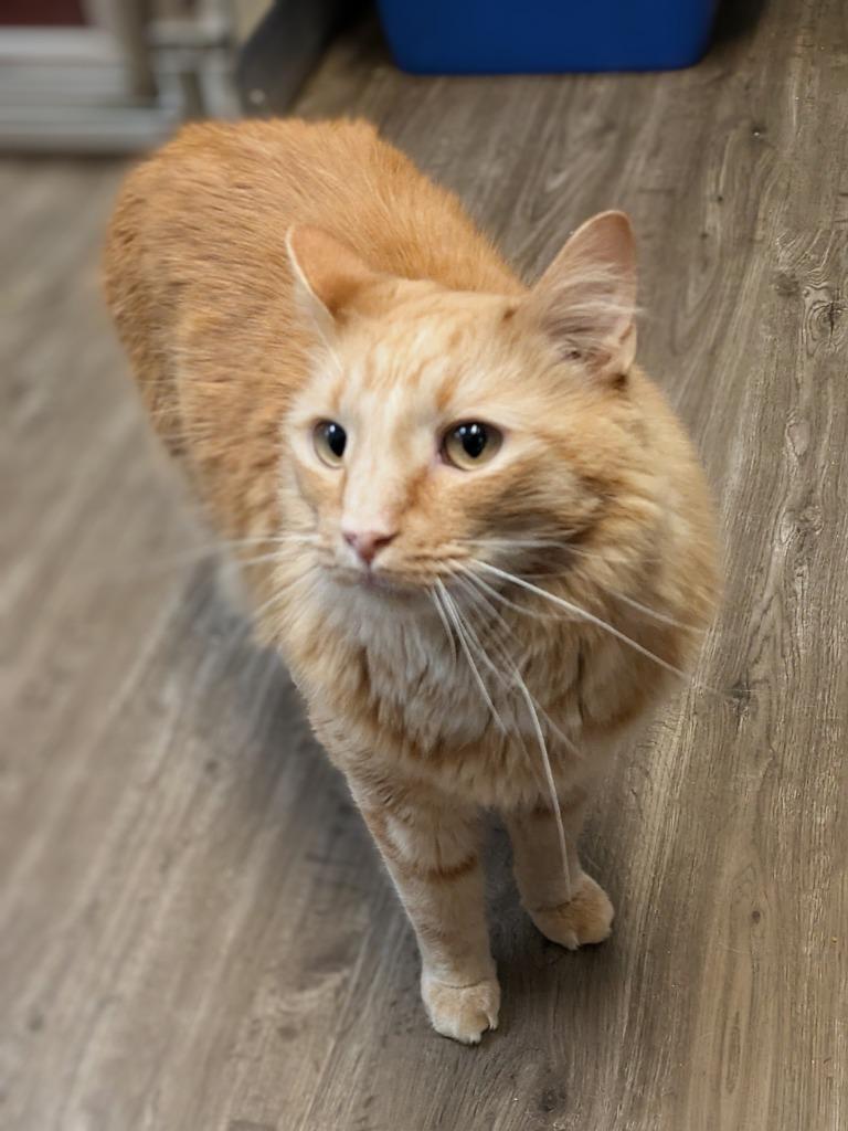 Enlarge Sammy, a Adoptable mixed breed in Kodiak, AK image 3/3