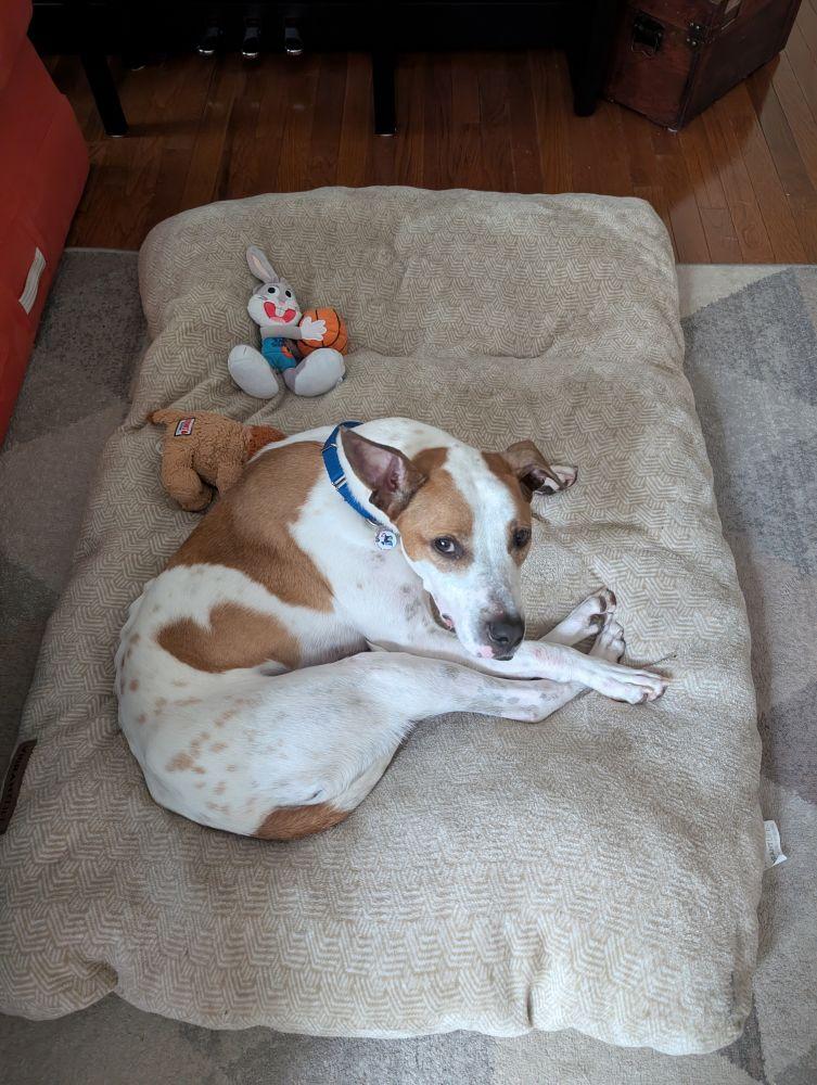 Bruno, Adoptable, Adult Male Mixed Breed.