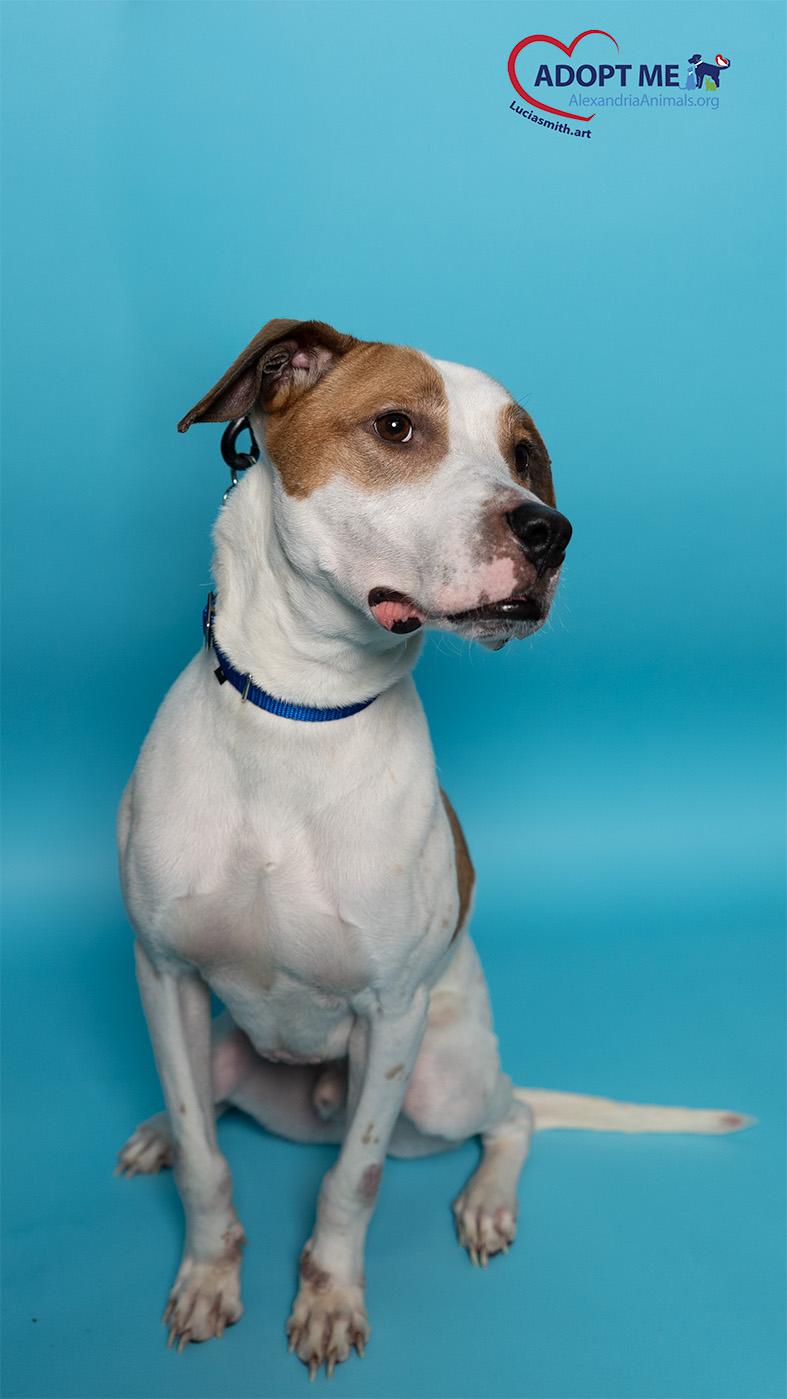 Bruno, Adoptable, Adult Male Mixed Breed.