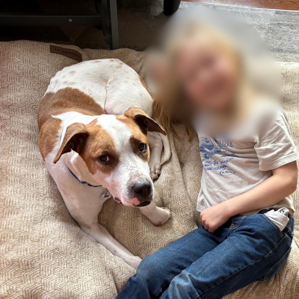 Enlarge Bruno, a Adoptable Mixed Breed in Alexandria, VA image 3/4