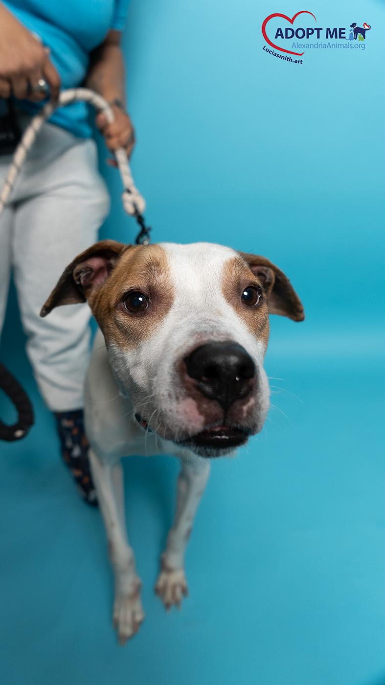 Enlarge Bruno, a Adoptable Mixed Breed in Alexandria, VA image 4/4