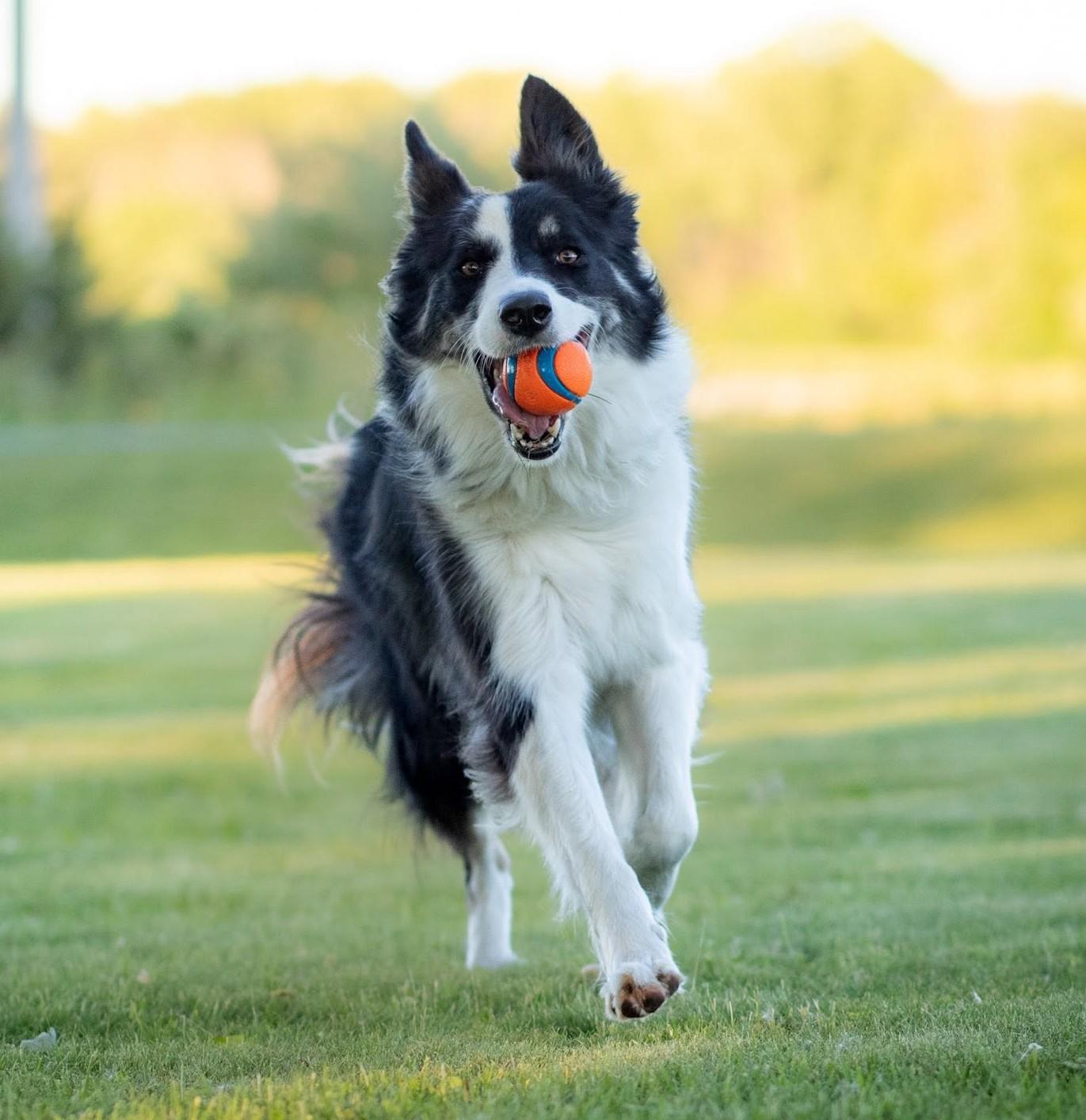 Enlarge Nellie (Courtesy Post for ISU Companion Animal Program), a Adoptable Border Collie in Ames, IA image 2/6