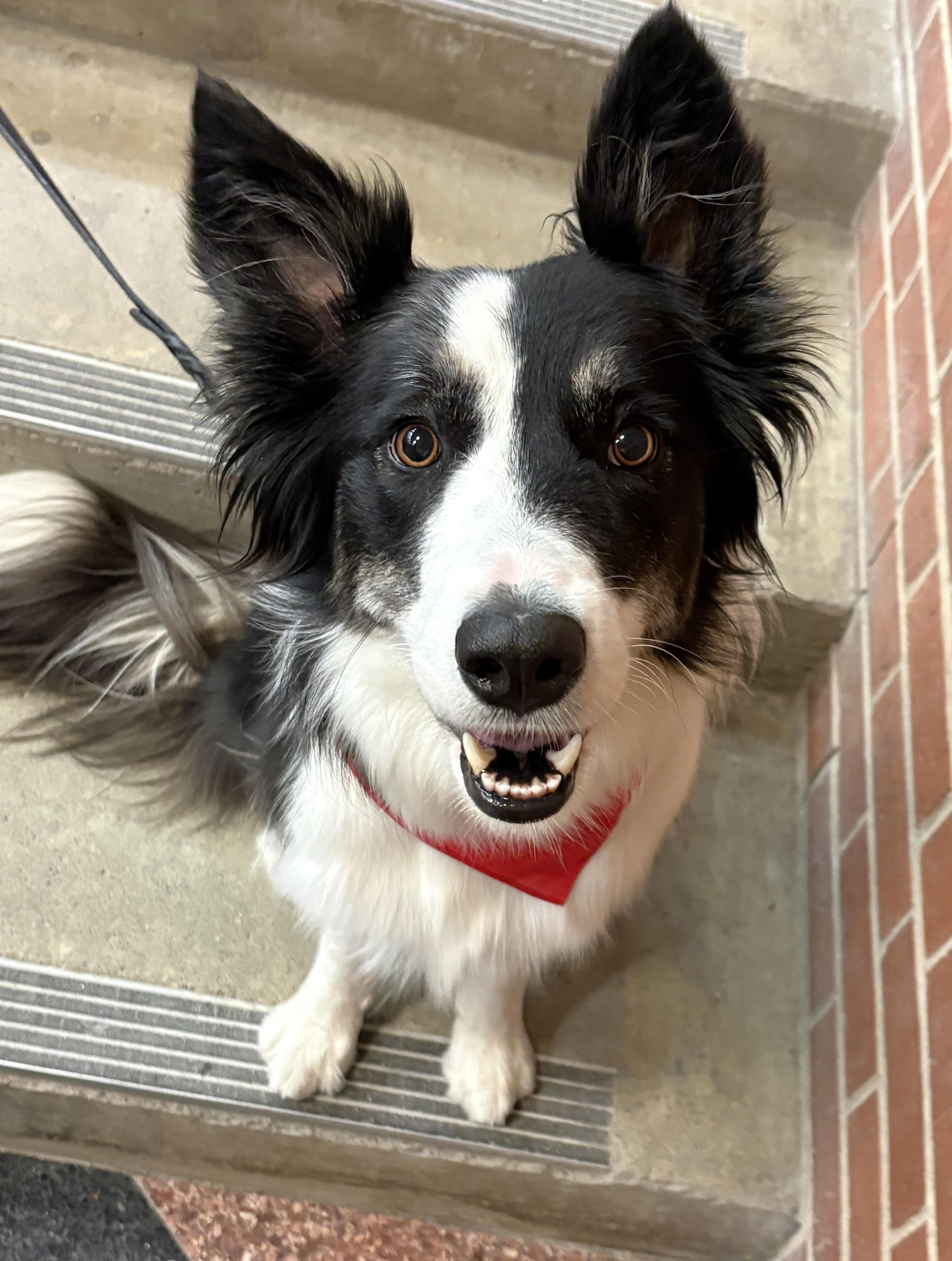 Nellie (Courtesy Post for ISU Companion Animal Program), Adoptable, Young Female Border Collie.