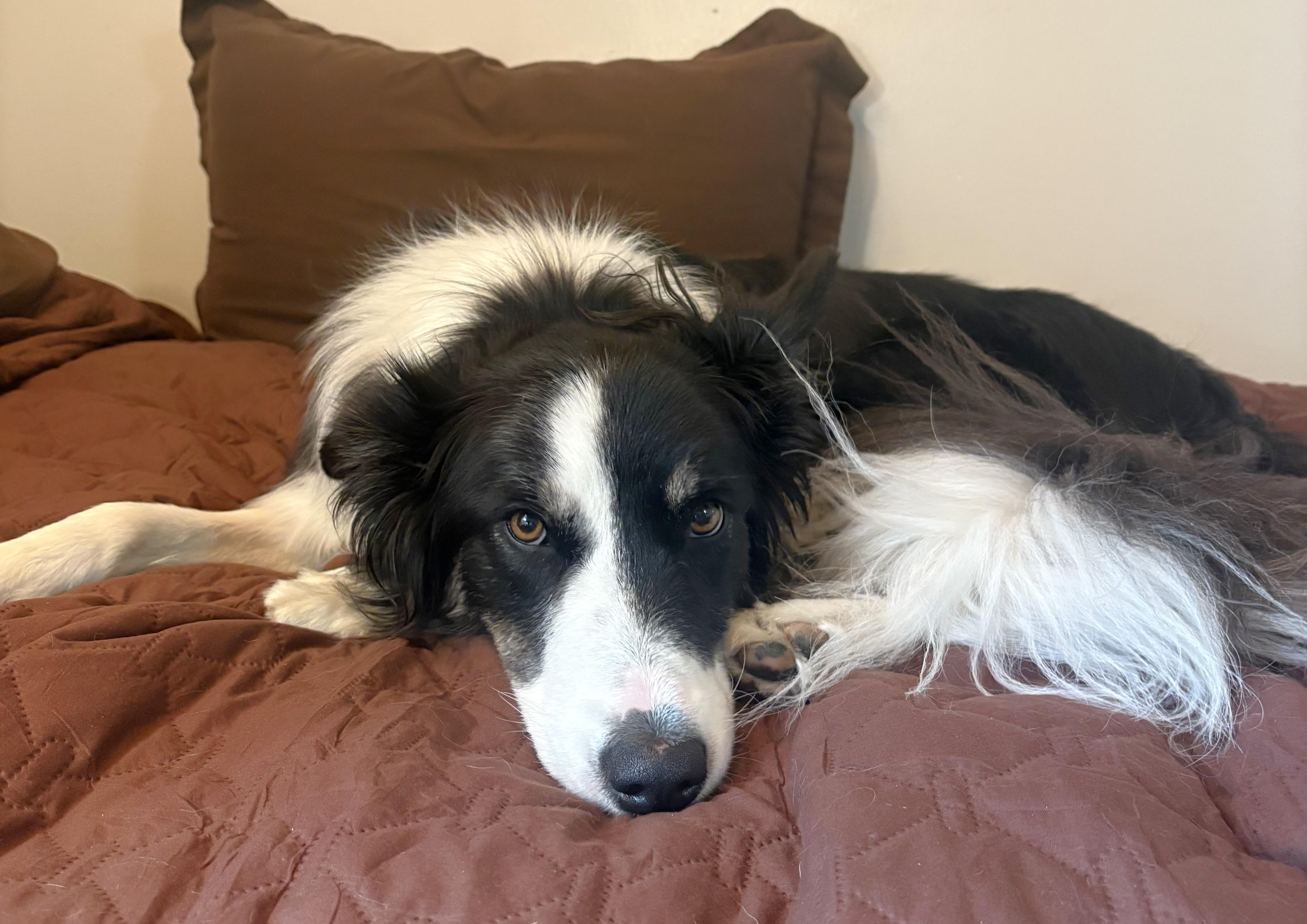 Enlarge Nellie (Courtesy Post for ISU Companion Animal Program), a Adoptable Border Collie in Ames, IA image 3/6
