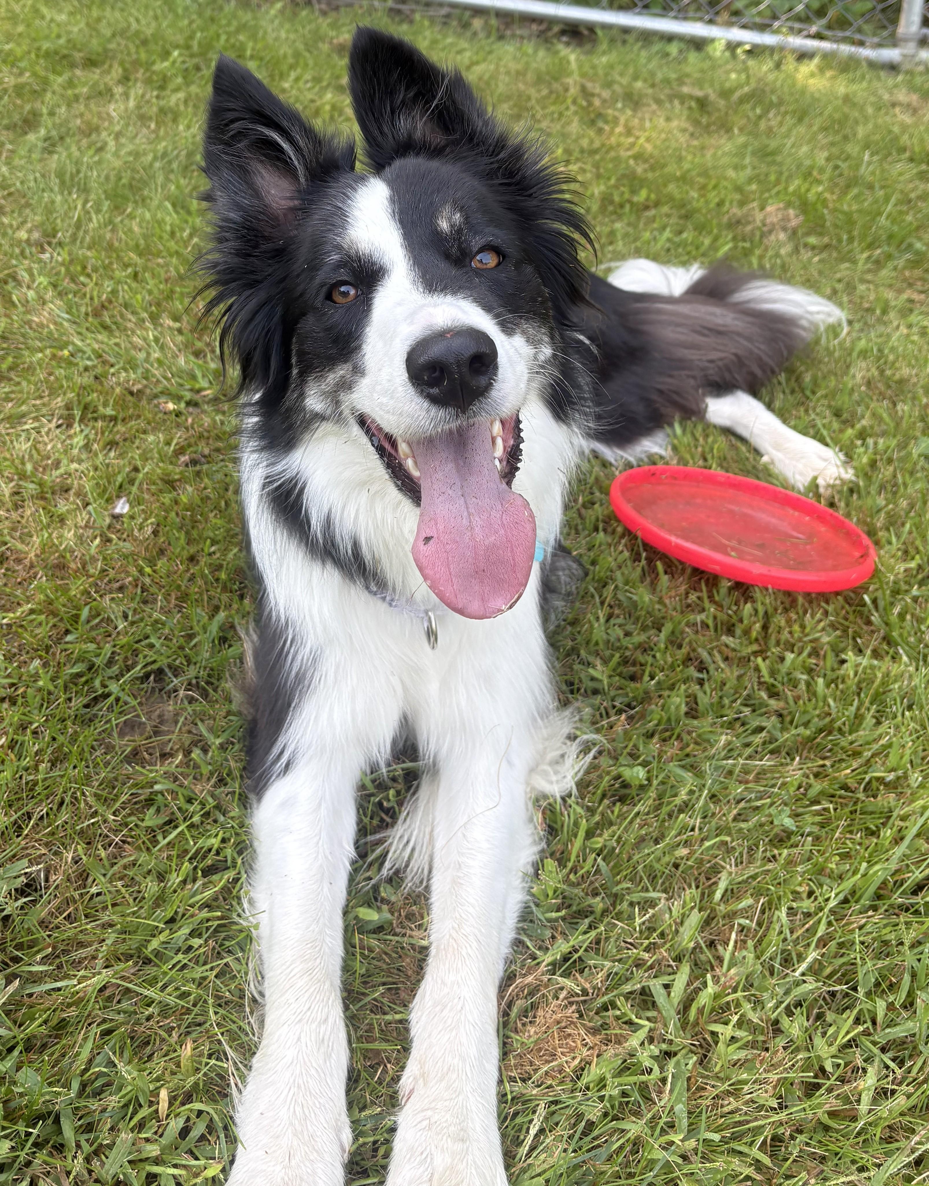 Enlarge Nellie (Courtesy Post for ISU Companion Animal Program), a Adoptable Border Collie in Ames, IA image 4/6