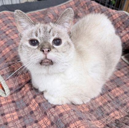 Calico, an adopted Siamese in Rochester, MN image 1/2