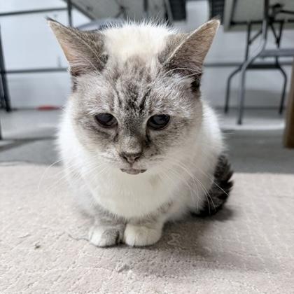 Calico, an adopted Siamese in Rochester, MN image 2/2