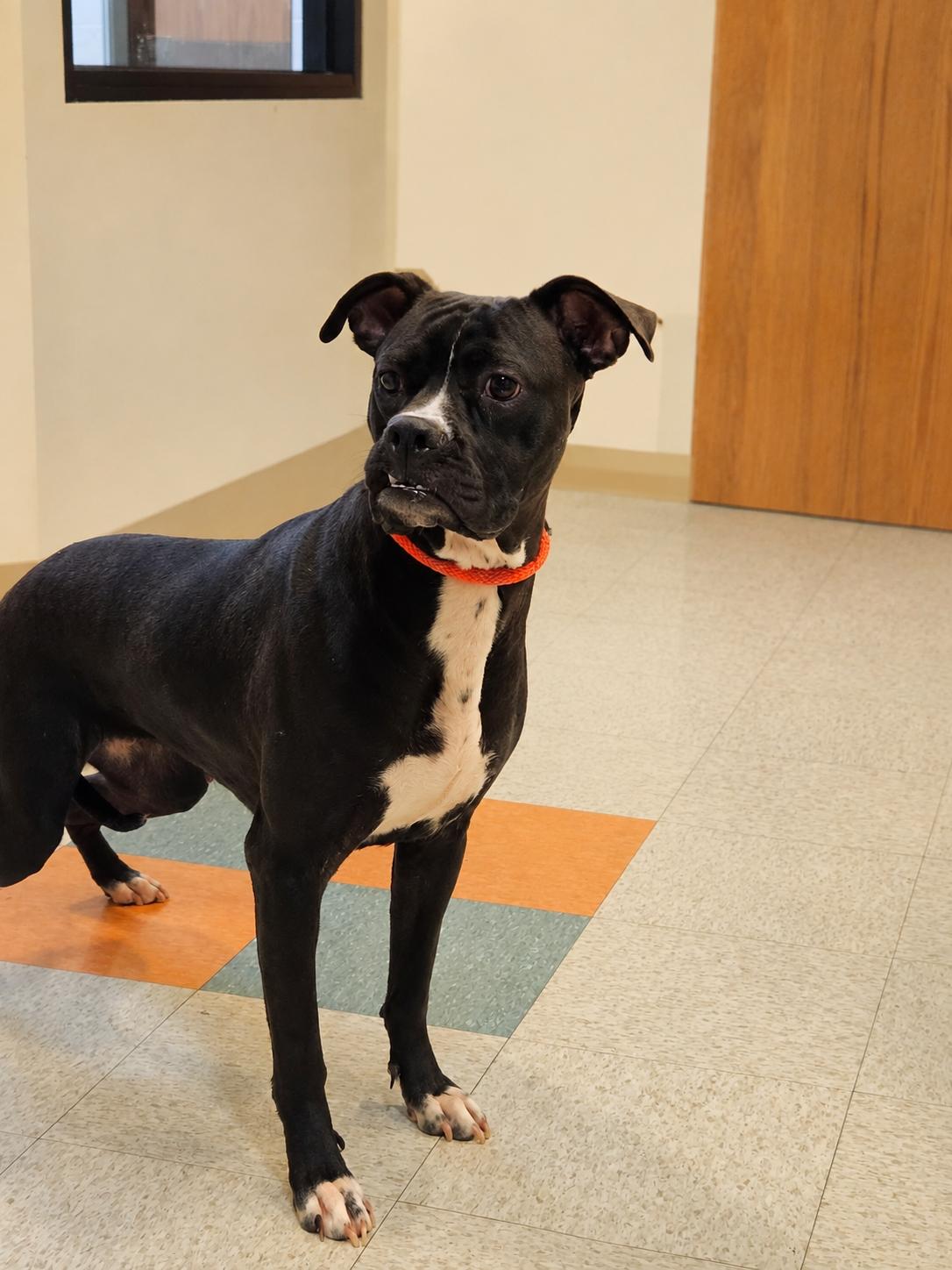 Raven, ADOPTABLE, Adult Female Boxer & Pit Bull Terrier.