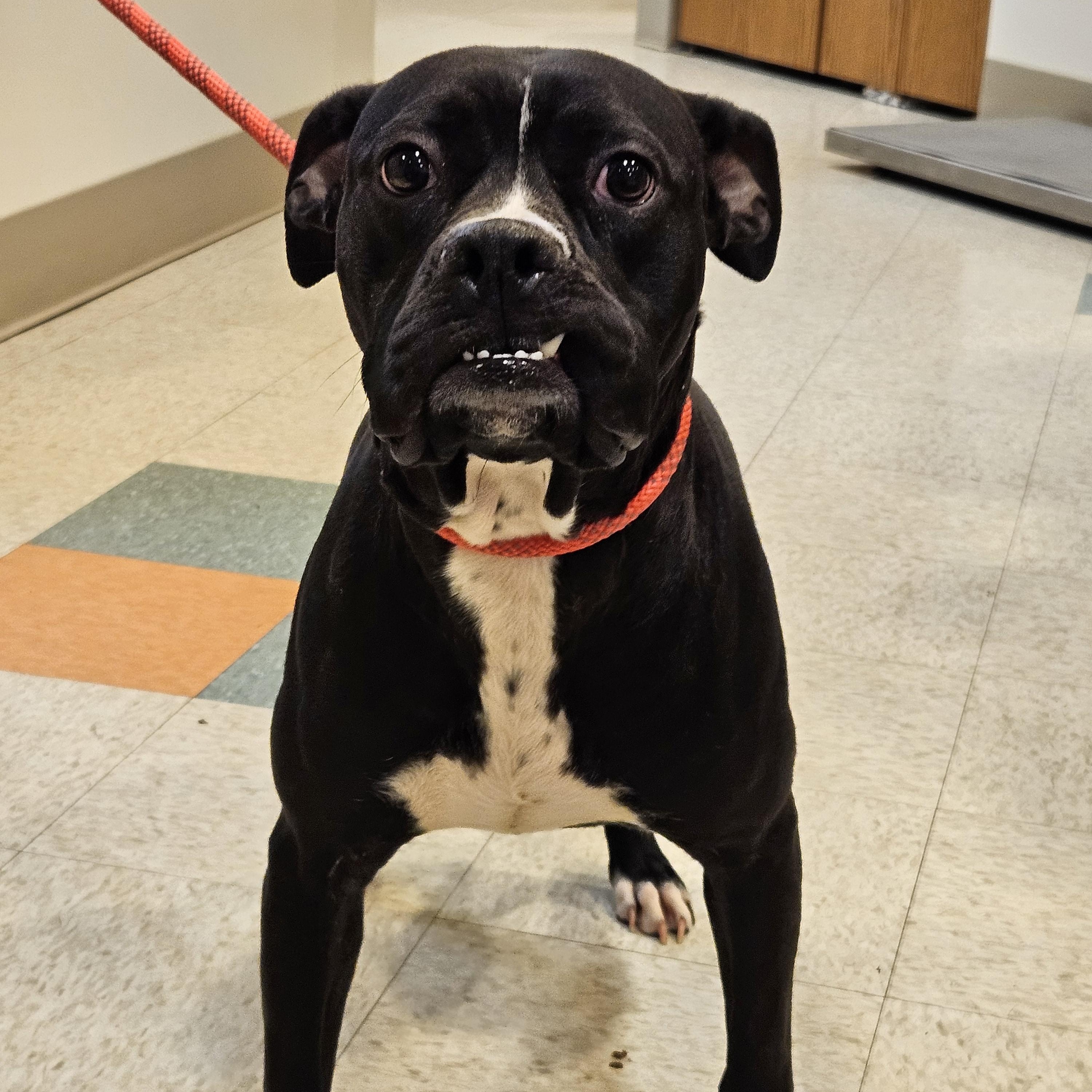 Raven, a ADOPTABLE mixed breed in Bluffton, IN image 2/2