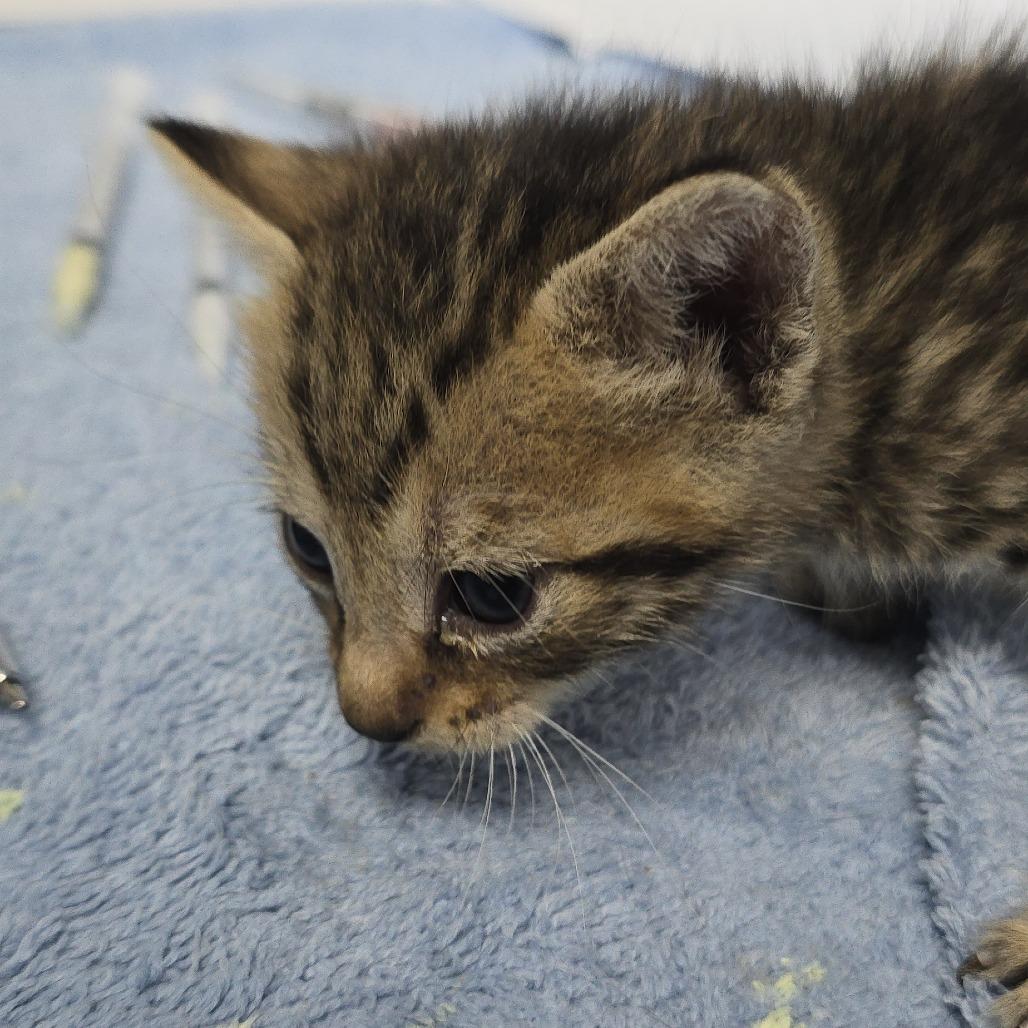 Petra 26-0647, Adoptable, Kitten Female Domestic Short Hair.