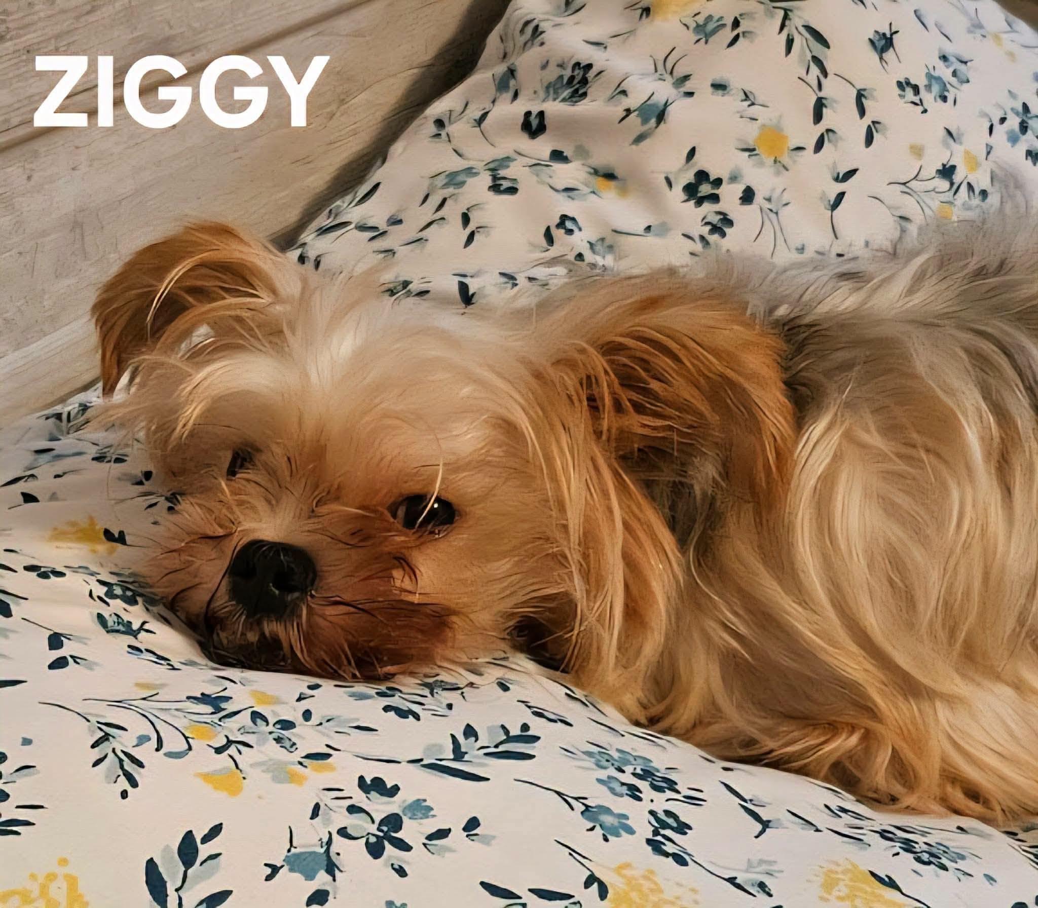 Enlarge Ziggy, a Adopted Yorkshire Terrier in Salisbury, NC image 3/3