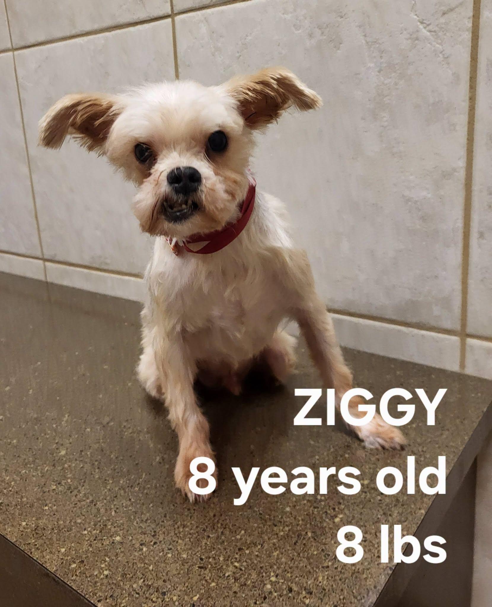 Enlarge Ziggy, a Adopted Yorkshire Terrier in Salisbury, NC image 1/3