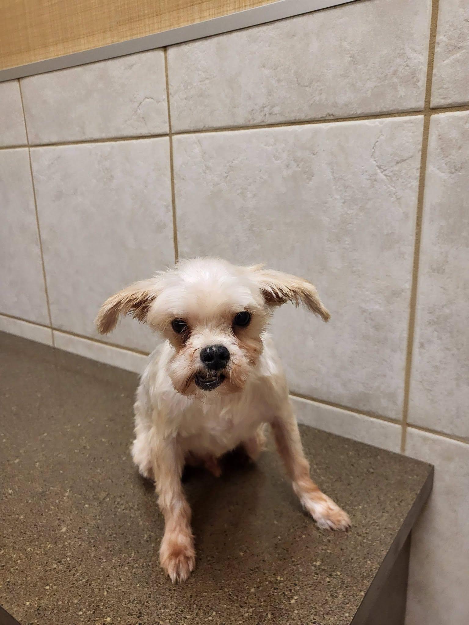 Enlarge Ziggy, a Adopted Yorkshire Terrier in Salisbury, NC image 2/3