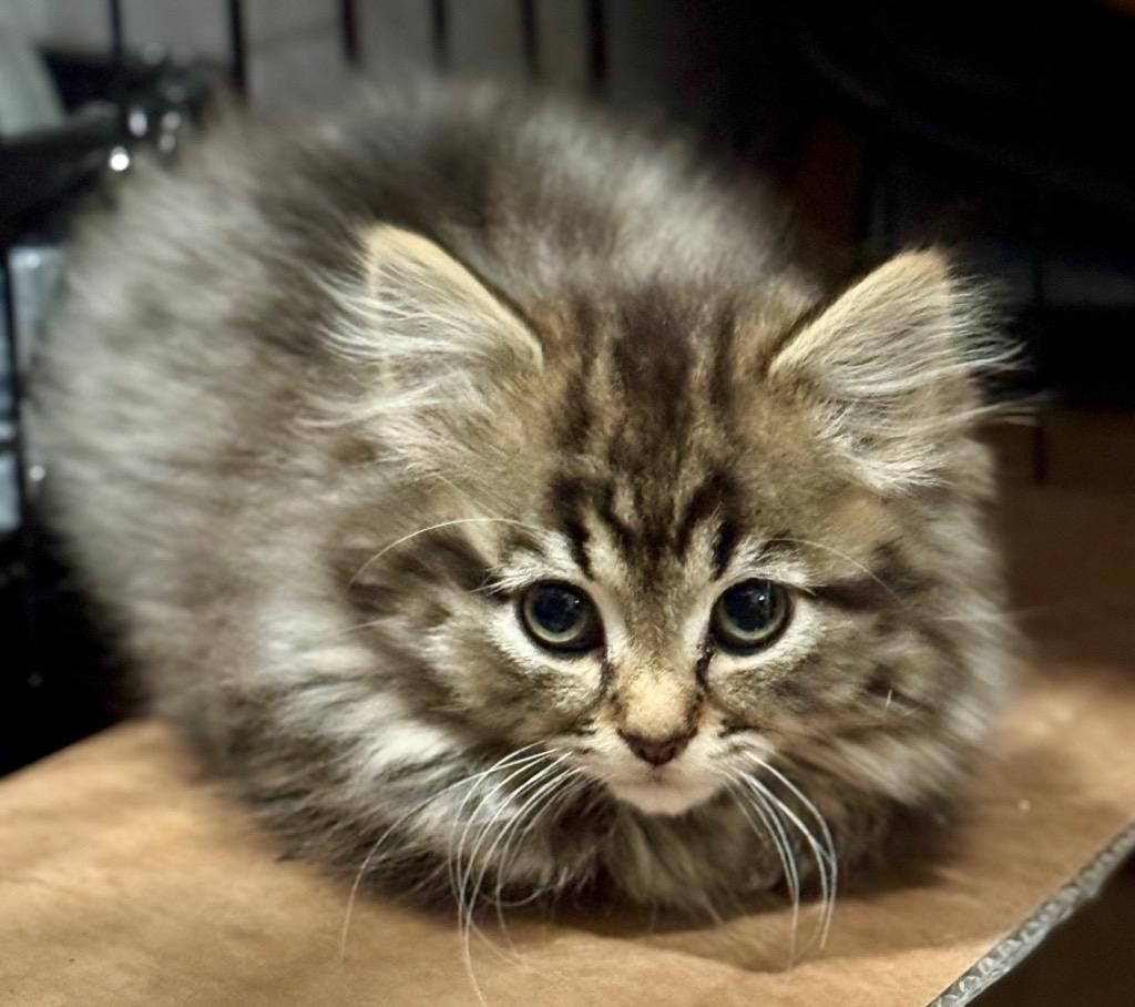 Enlarge Wolfie, a Adopted mixed breed in Brainardsville, NY image 1/1